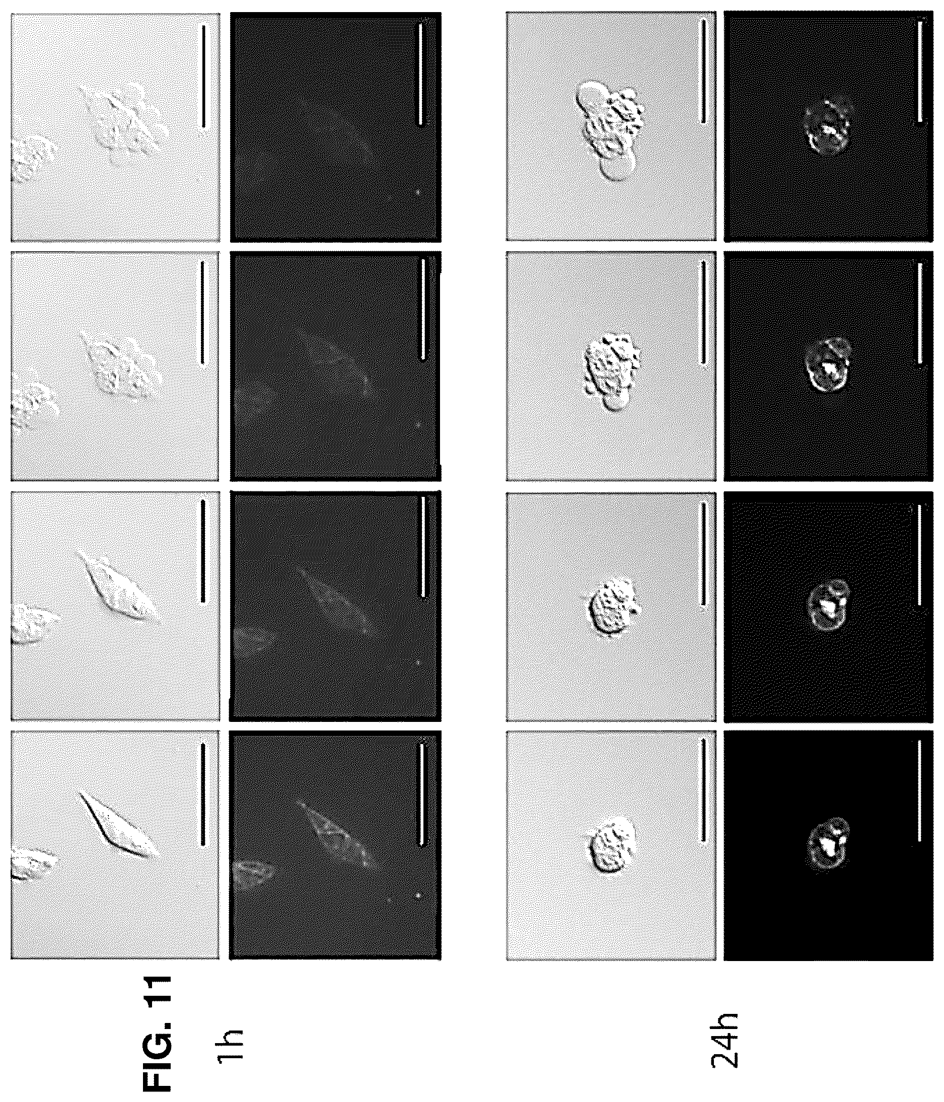 Patent US12616751 Figure 12 – Photosensitizing antibody-fluorophore conjugates