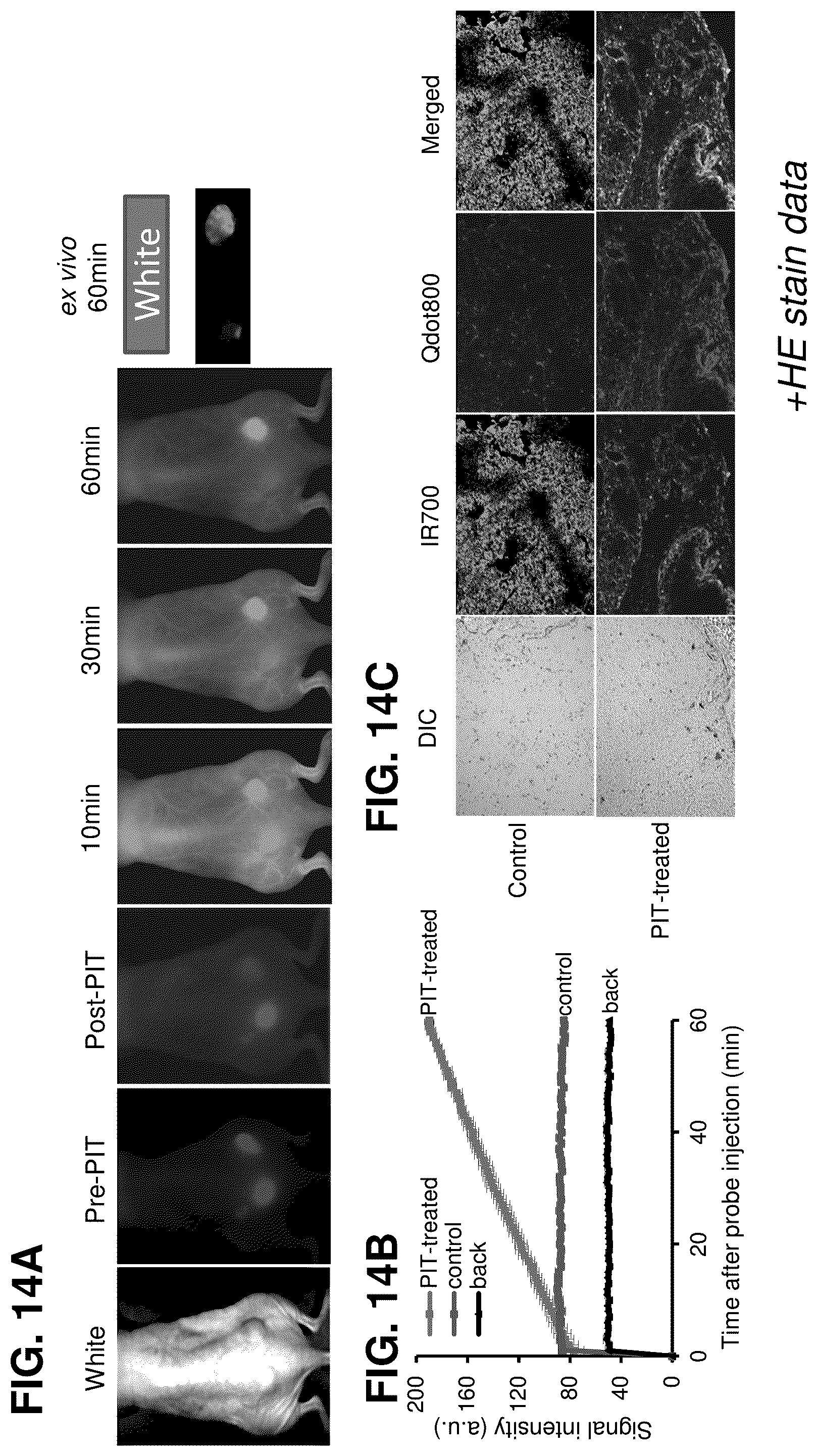 Patent US12616751 Figure 15 – Photosensitizing antibody-fluorophore conjugates