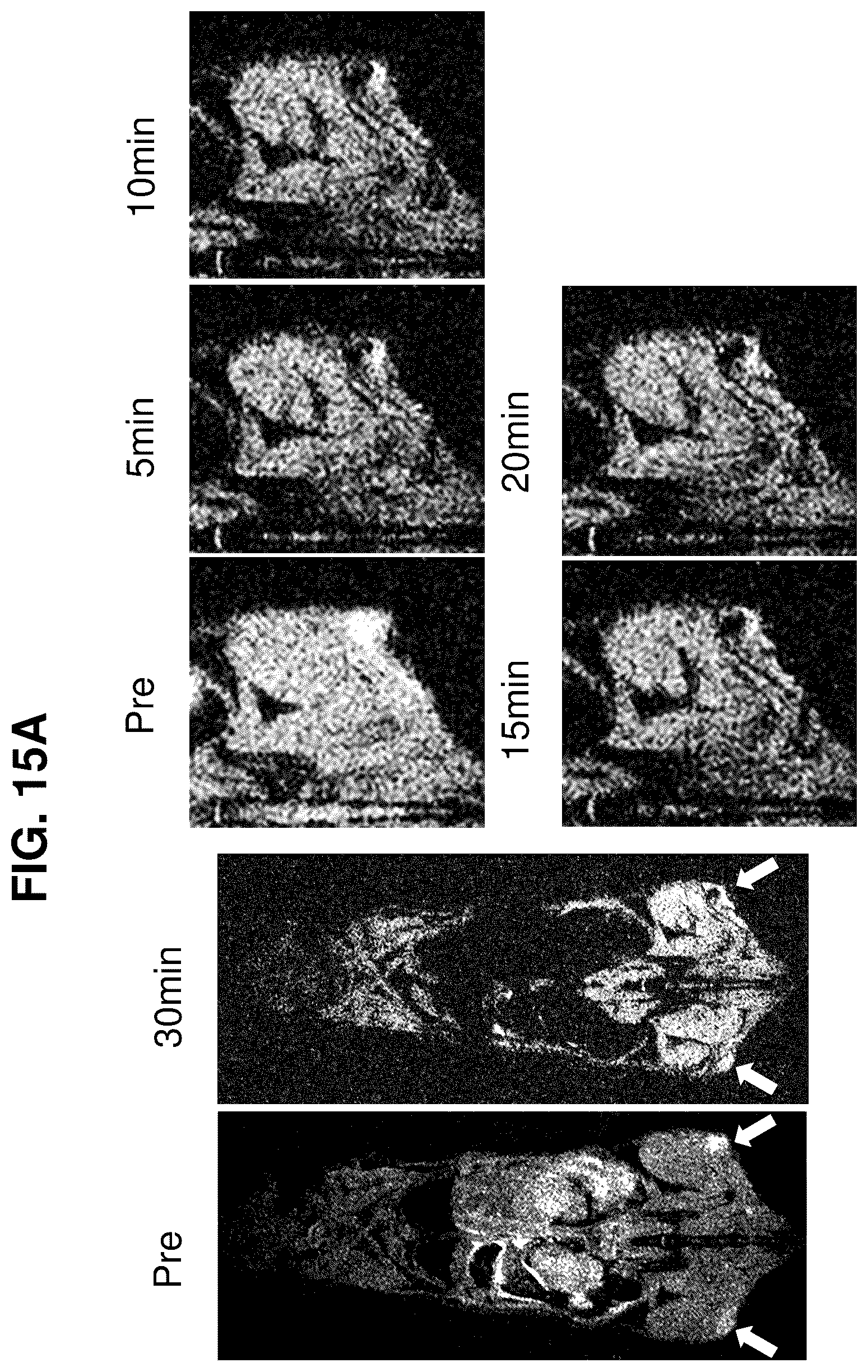 Patent US12616751 Figure 16 – Photosensitizing antibody-fluorophore conjugates