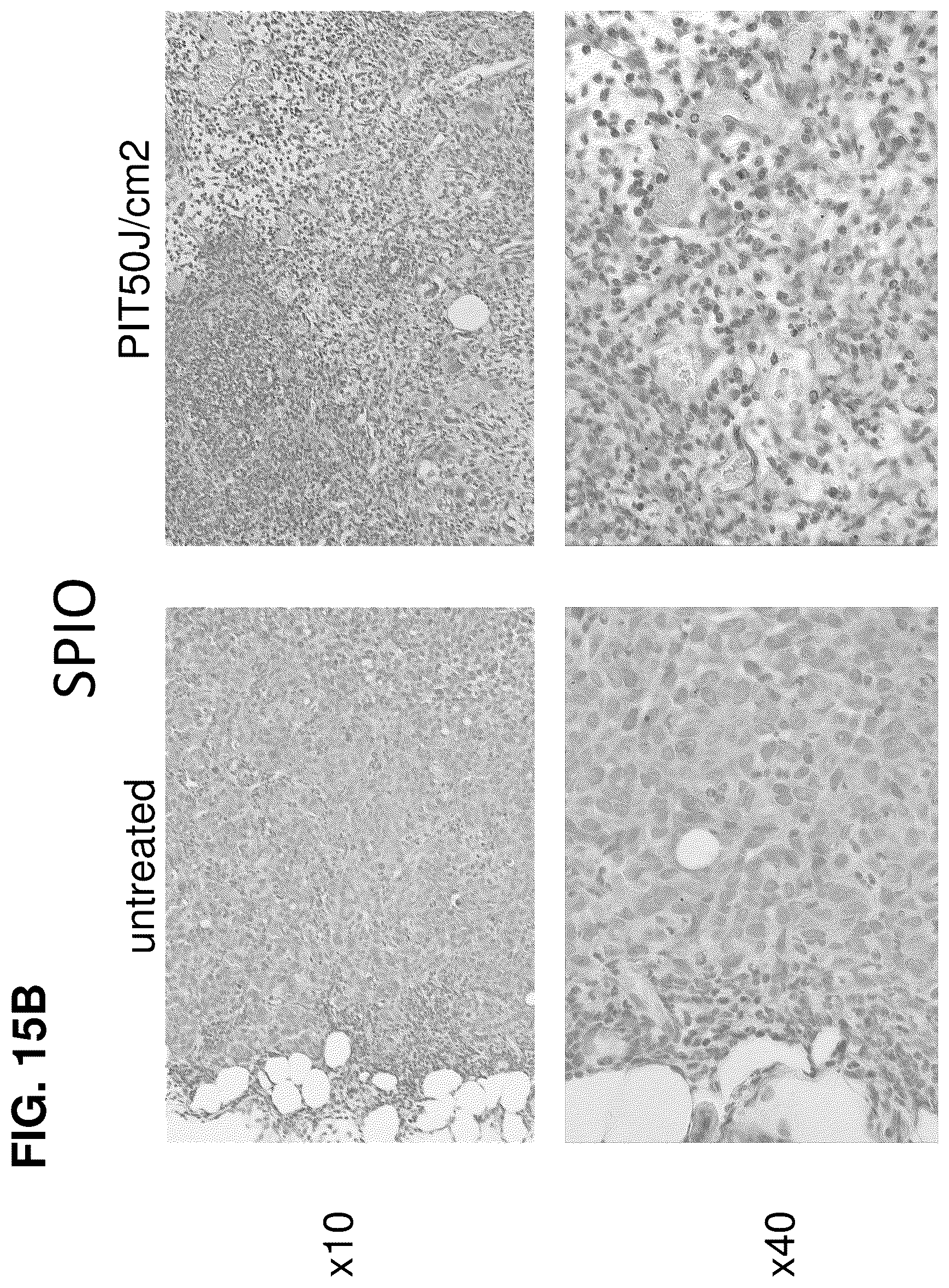 Patent US12616751 Figure 17 – Photosensitizing antibody-fluorophore conjugates