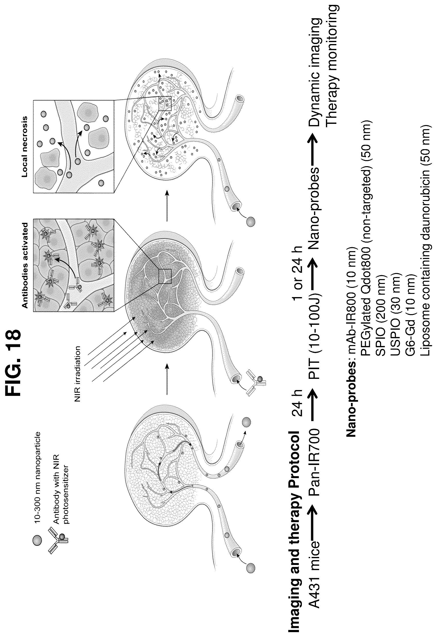 Patent US12616751 Figure 20 – Photosensitizing antibody-fluorophore conjugates