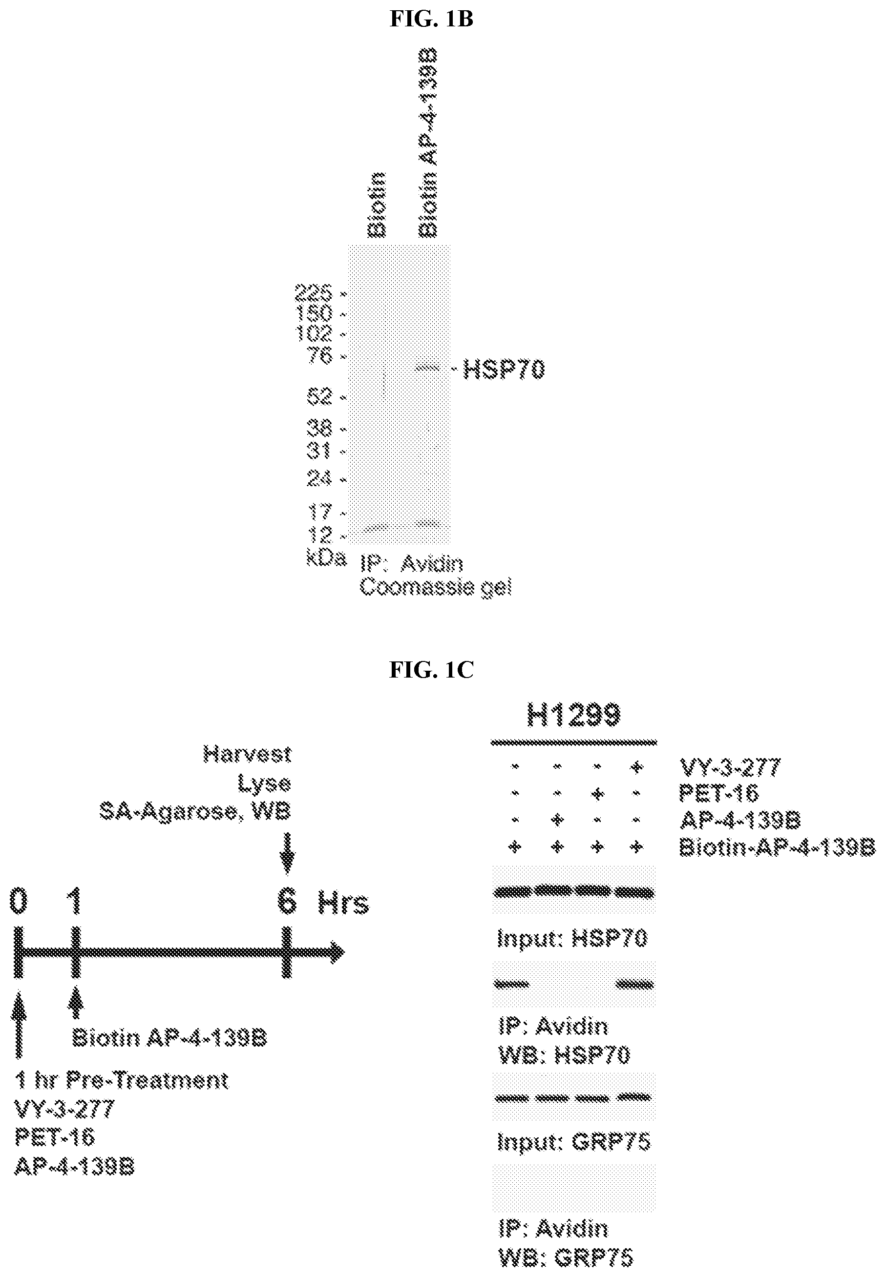 Patent US12616753 Figure 2 – HSP70 inhibitors and methods of using same
