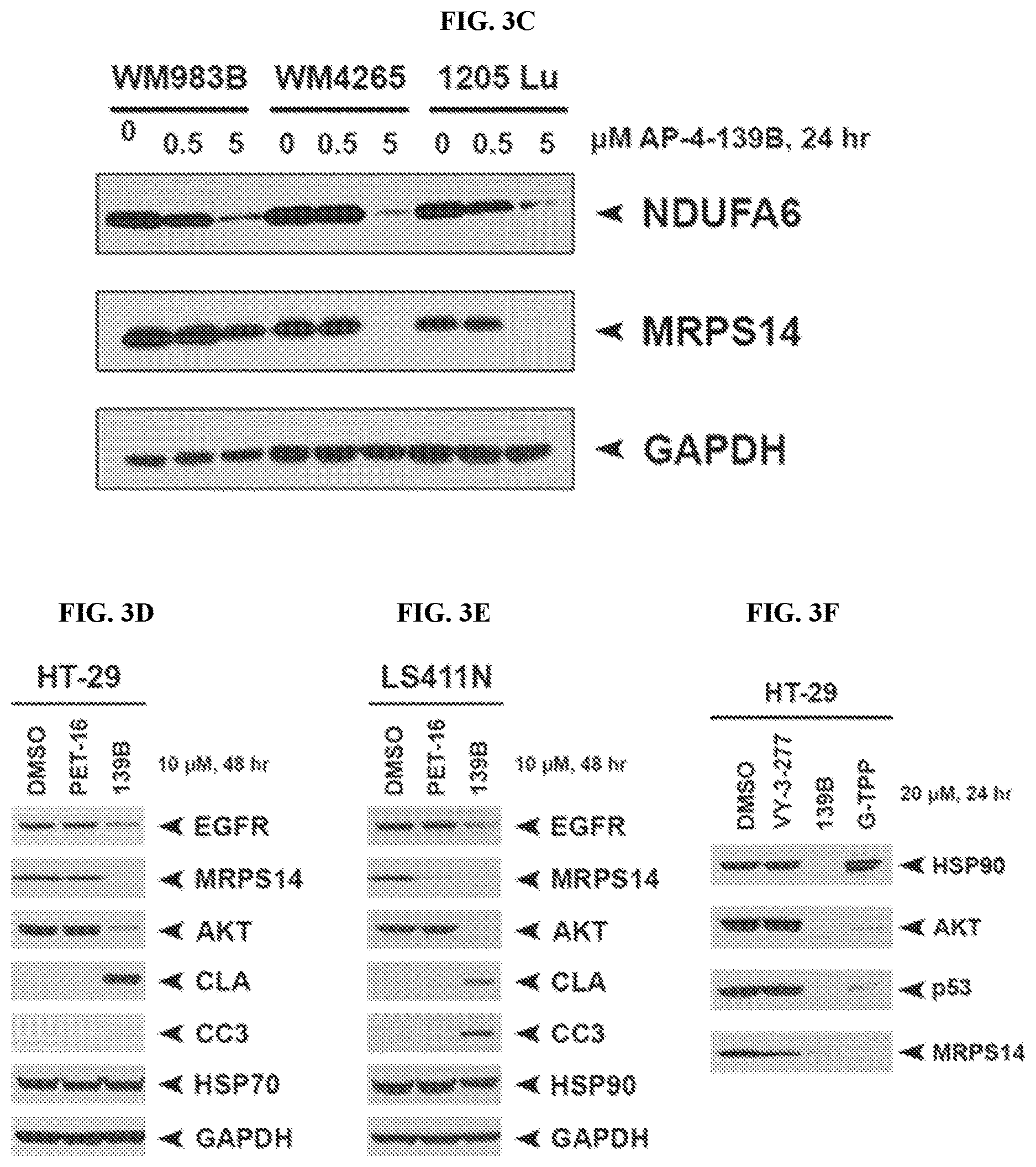 Patent US12616753 Figure 10 – HSP70 inhibitors and methods of using same