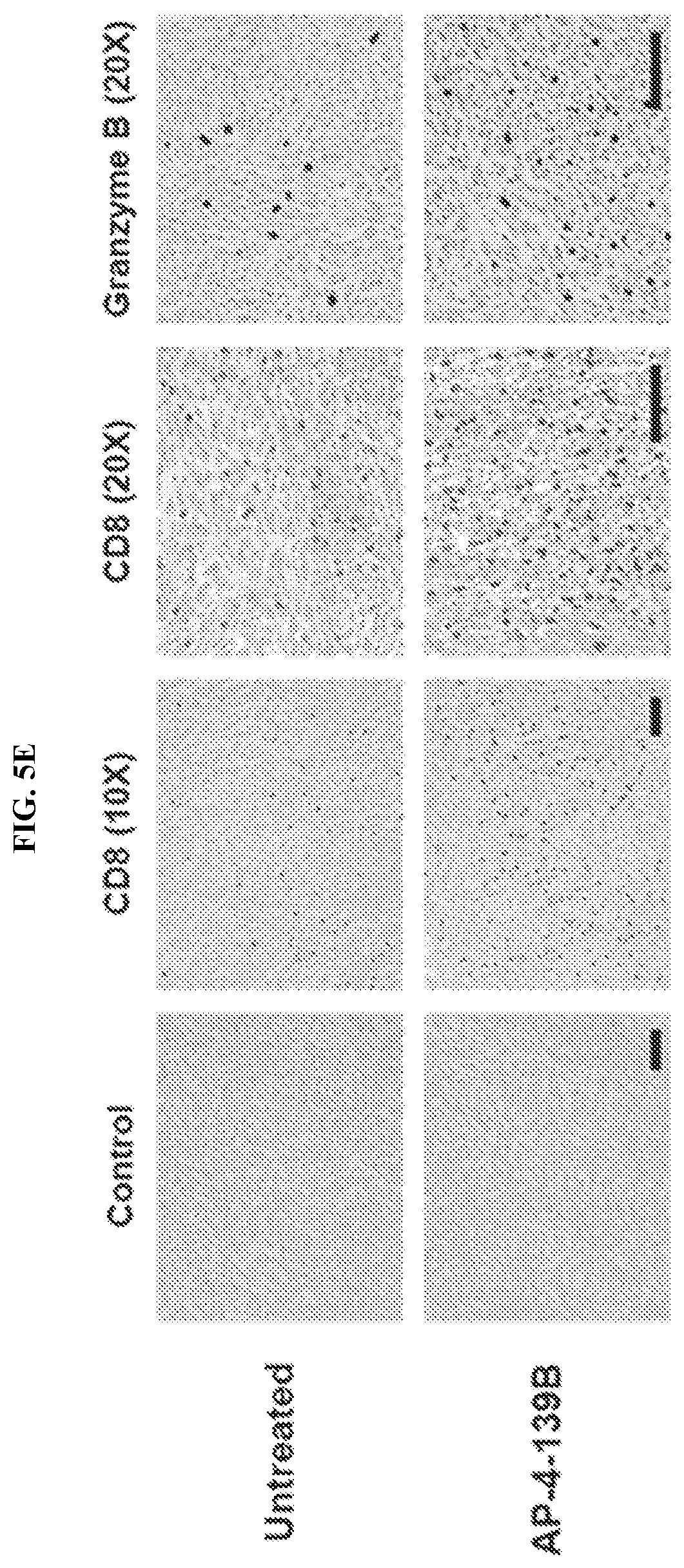 Patent US12616753 Figure 18 – HSP70 inhibitors and methods of using same