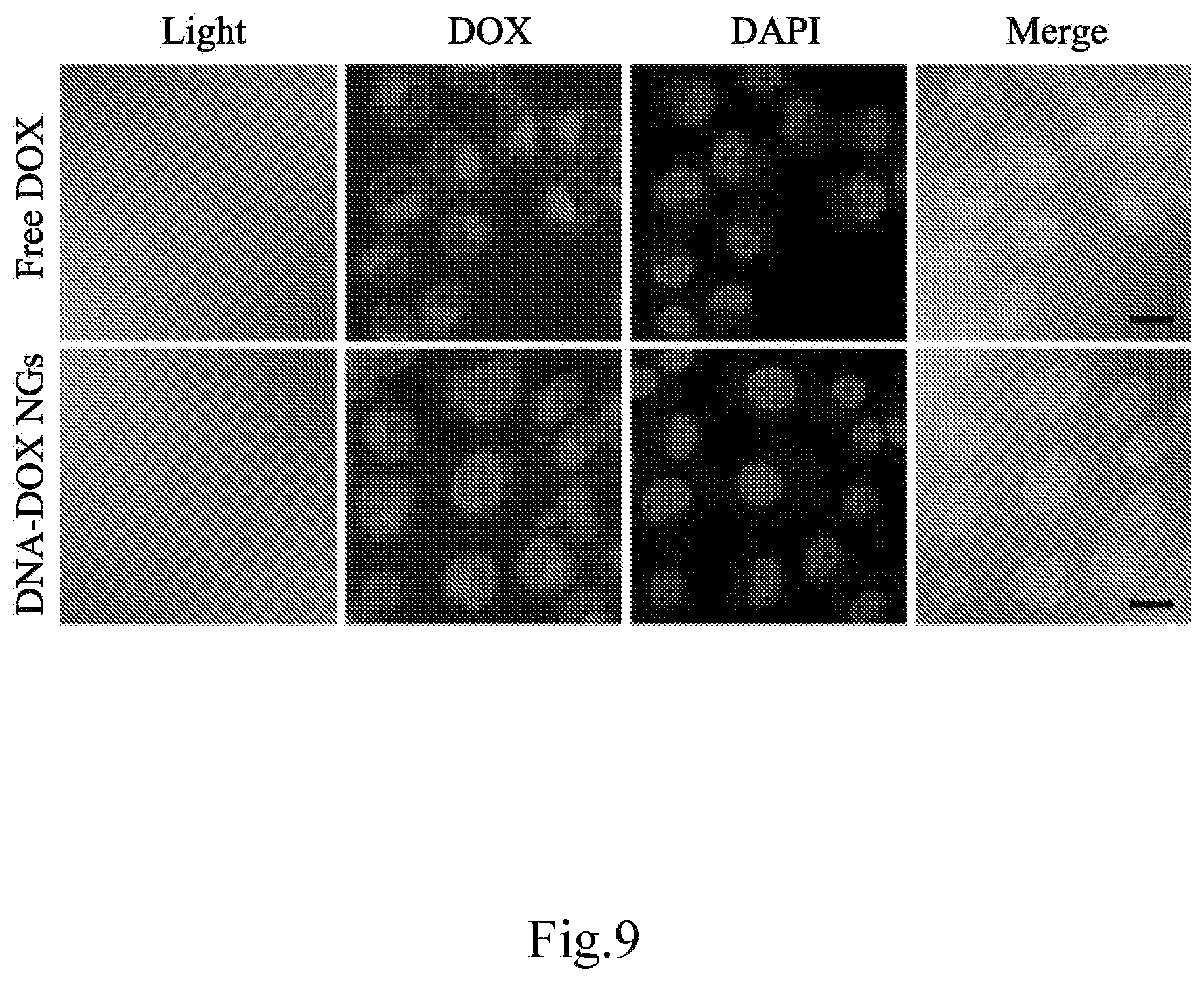 Patent US12616754 Figure 20 – Composition for delivery of a bioactive agent and method of manufacture and use thereof