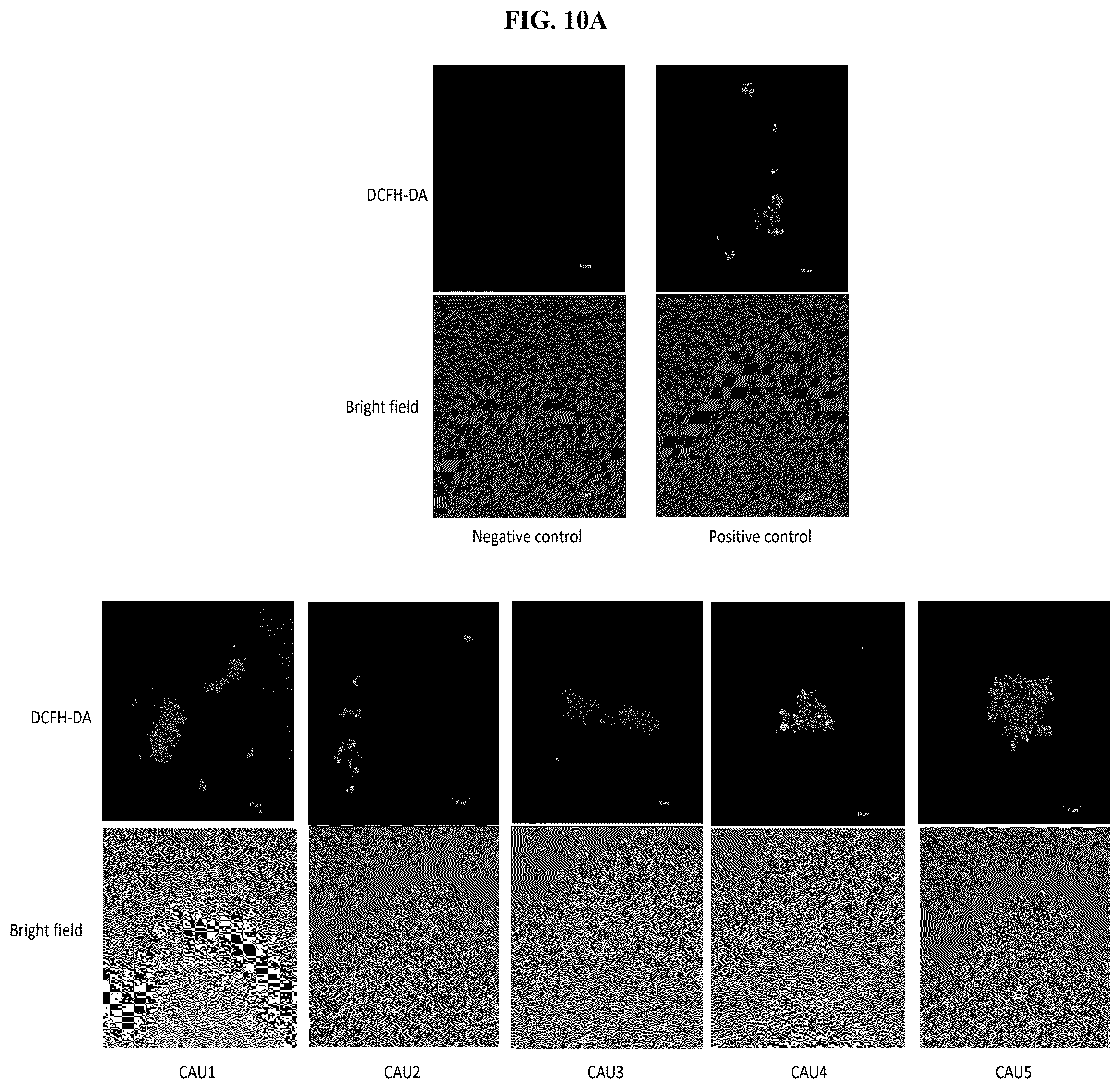 Patent US12616755 Figure 9 – Antifungal quercetin conjugates, methods of preparation and uses thereof
