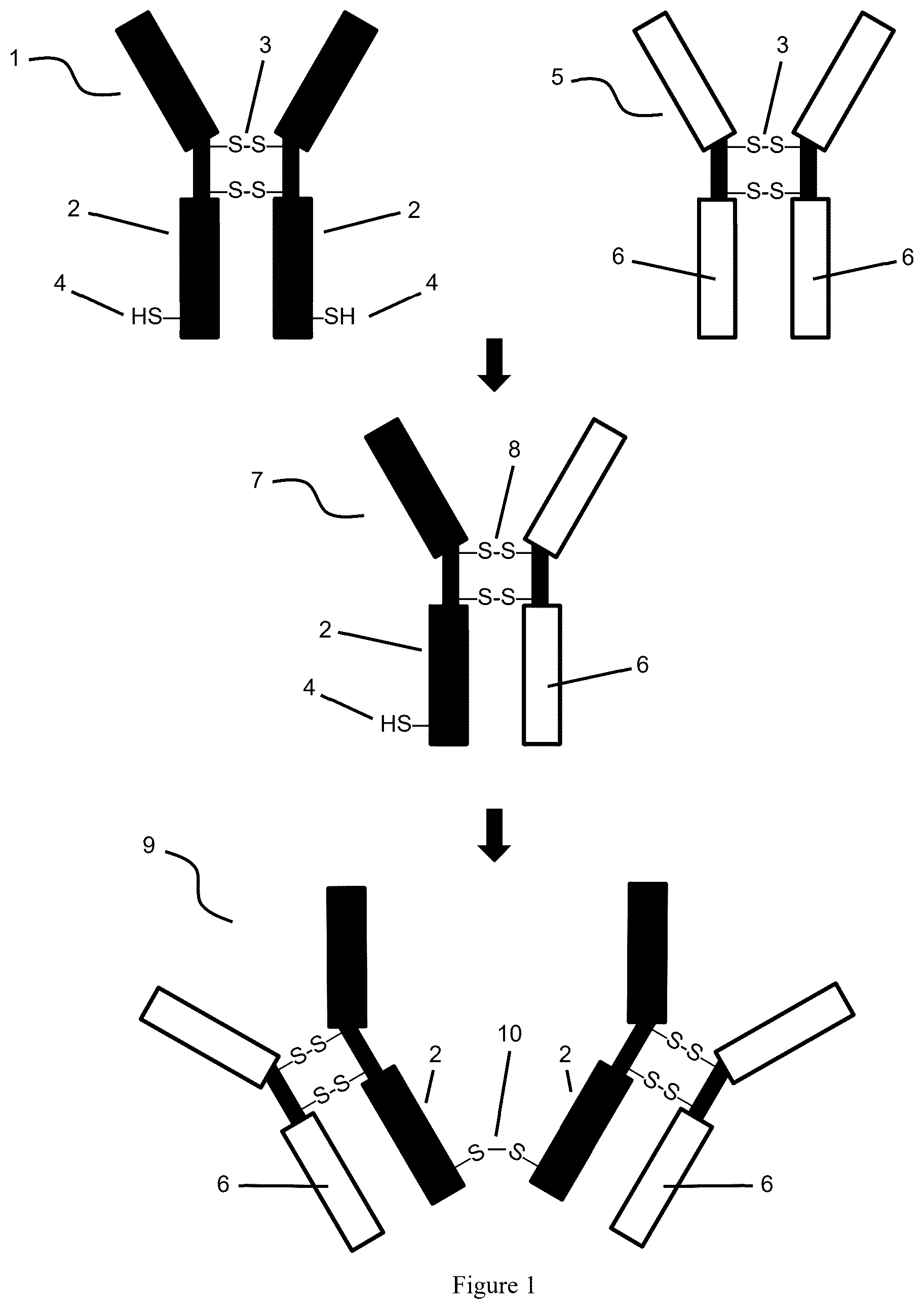 Patent US12616756 Figure 1 – Dimeric antibodies