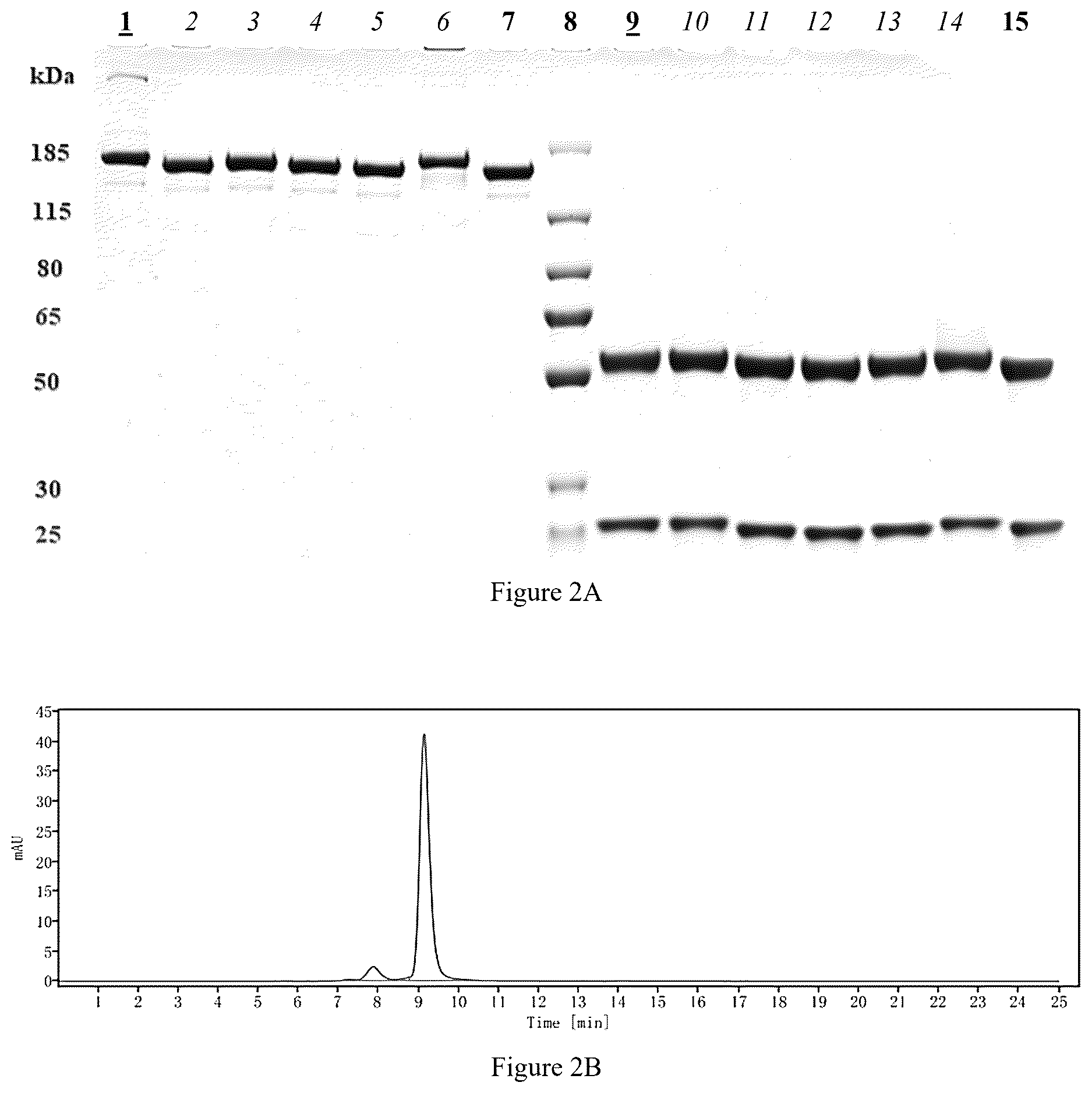Patent US12616756 Figure 2 – Dimeric antibodies