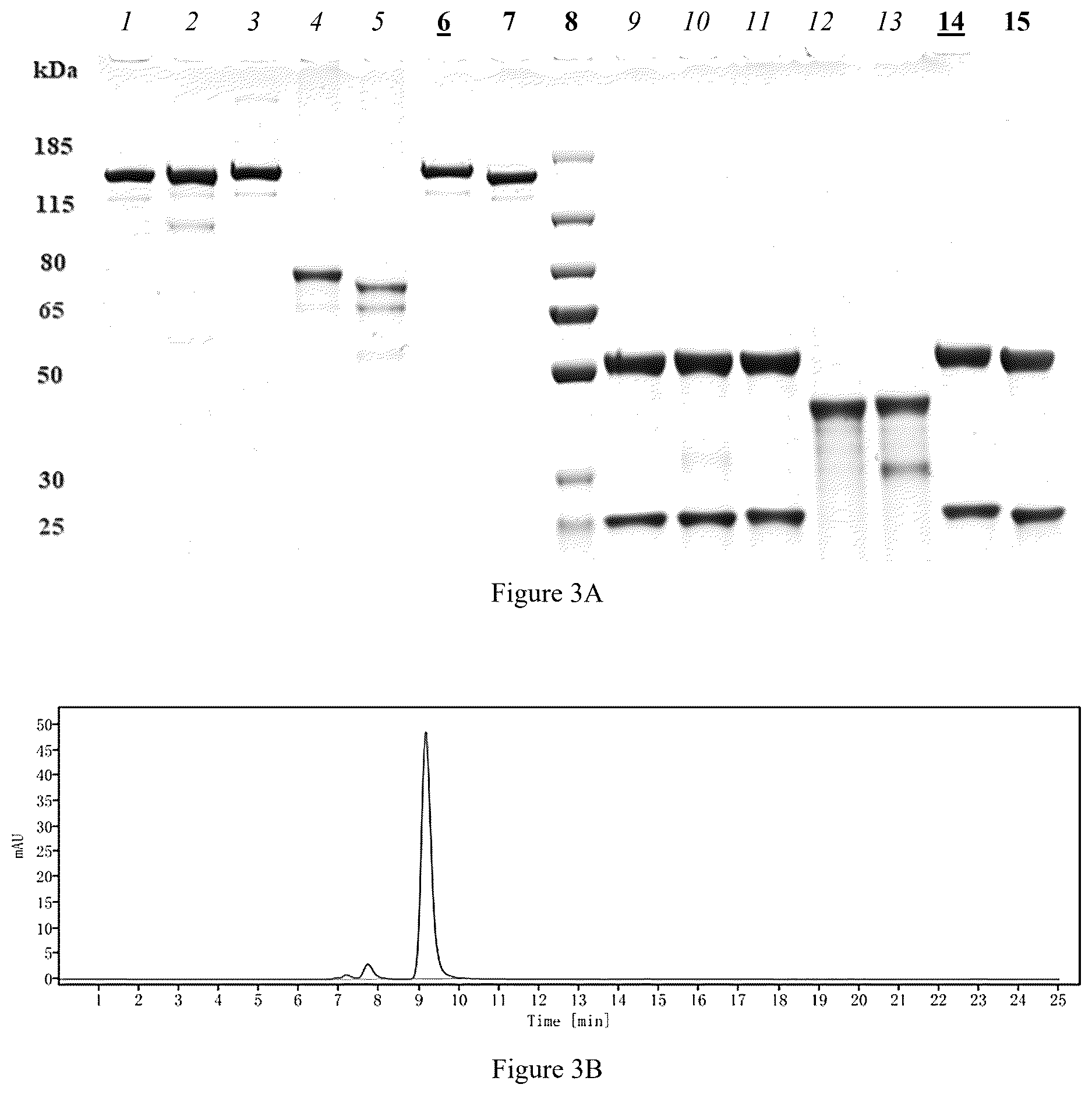 Patent US12616756 Figure 3 – Dimeric antibodies