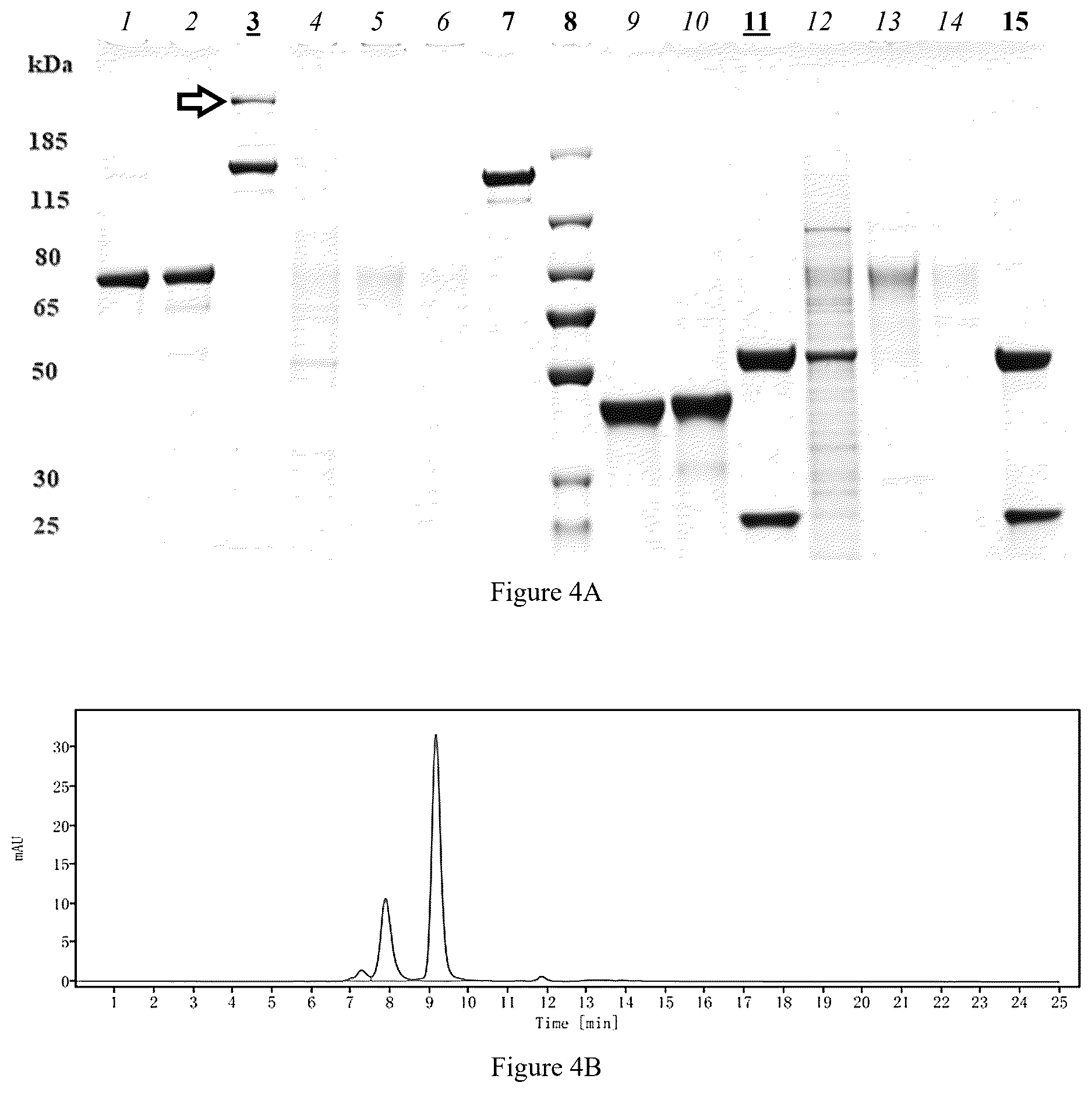Patent US12616756 Figure 4 – Dimeric antibodies