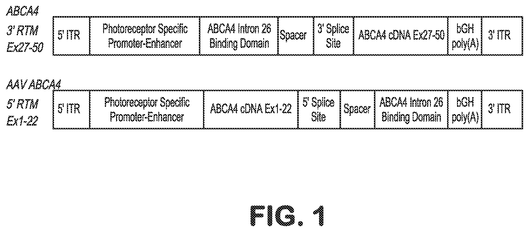 Patent US12616757 Figure 1 – Compositions and methods for correction of heritable ocular disease
