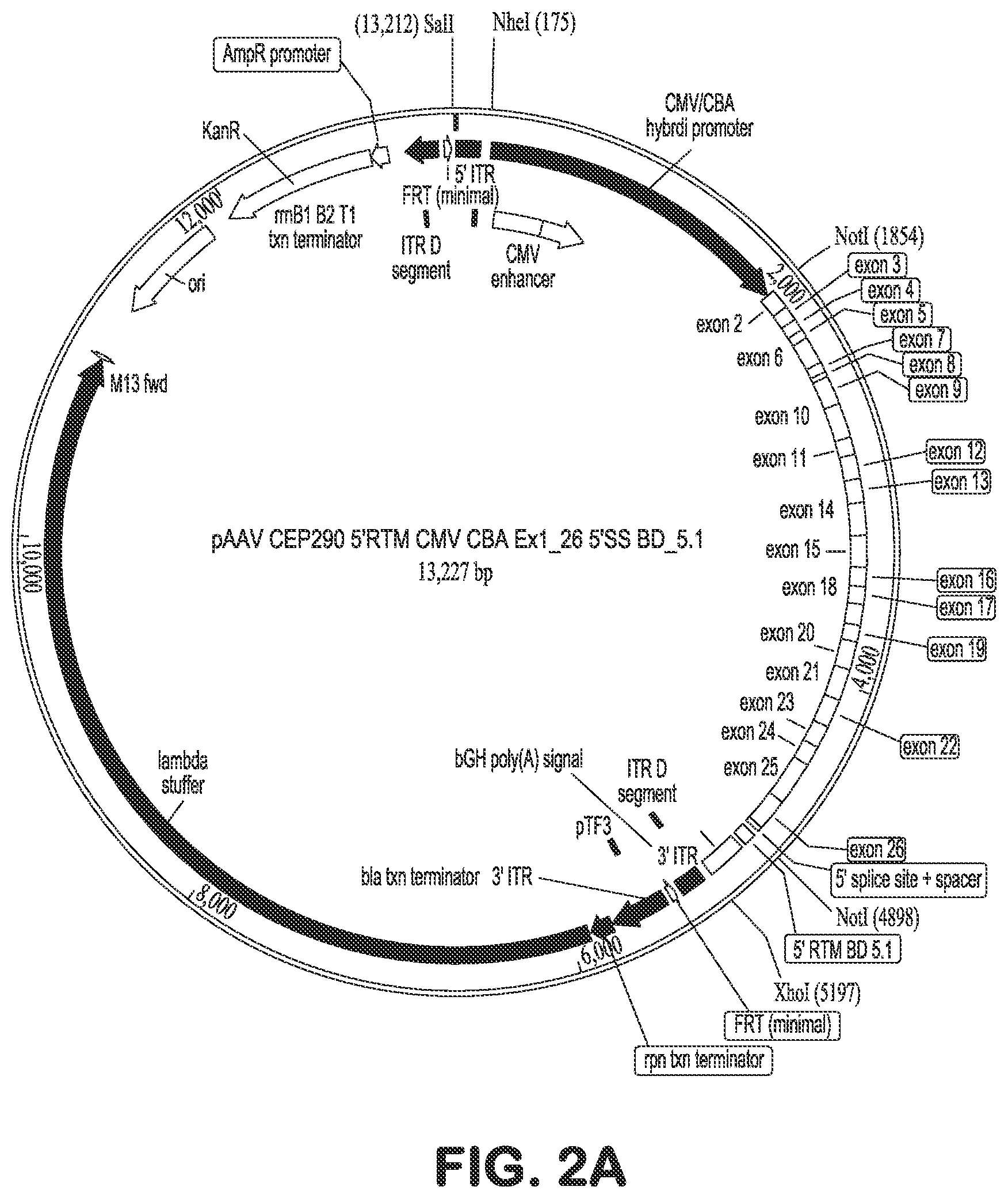 Patent US12616757 Figure 2 – Compositions and methods for correction of heritable ocular disease