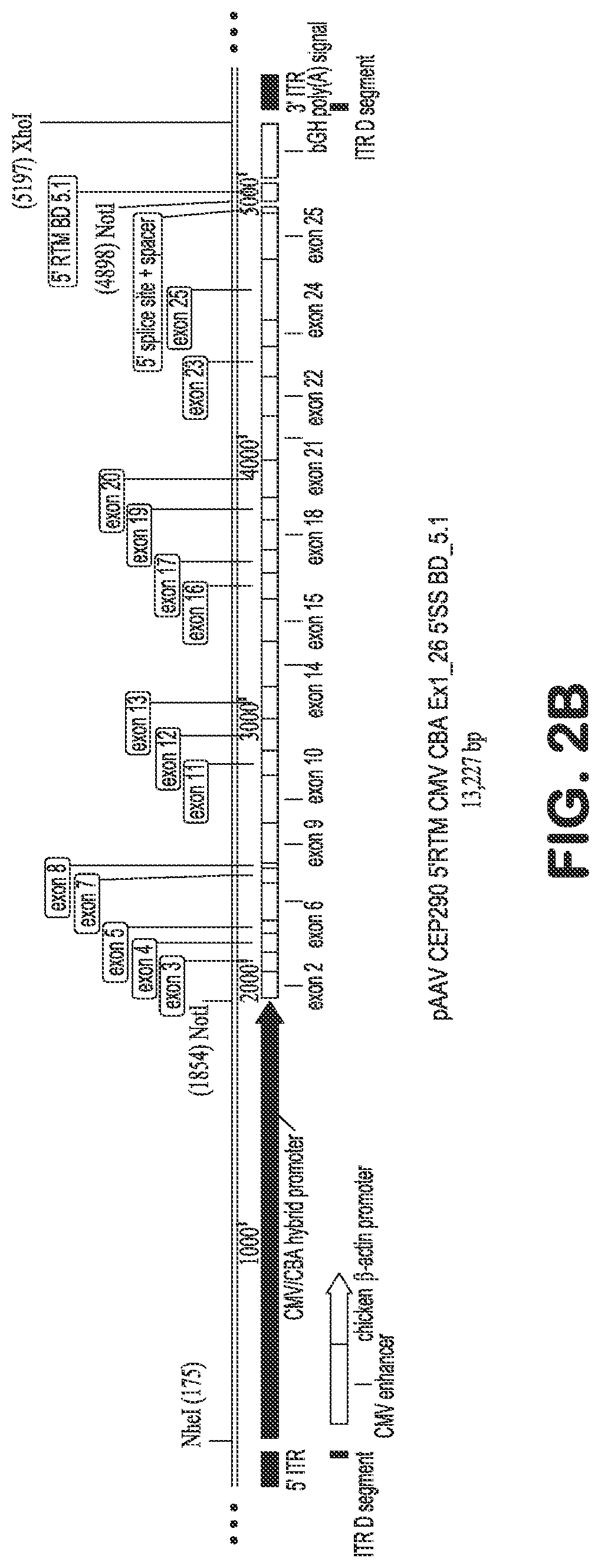Patent US12616757 Figure 3 – Compositions and methods for correction of heritable ocular disease
