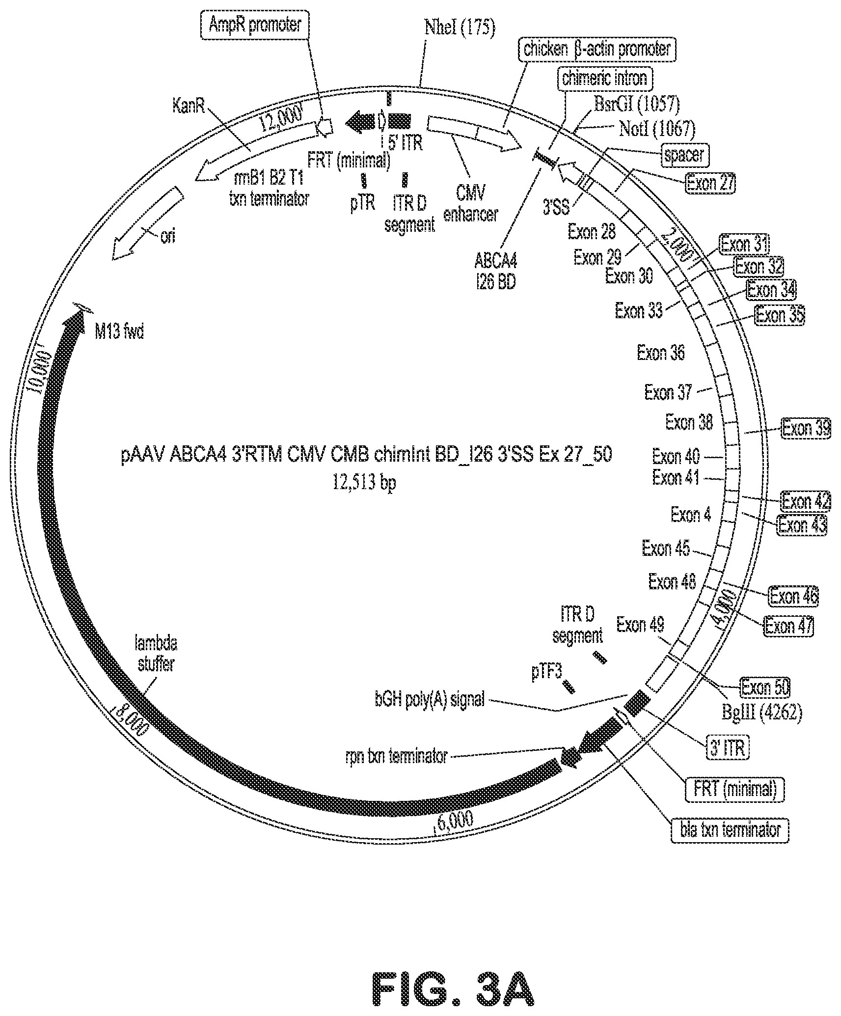 Patent US12616757 Figure 4 – Compositions and methods for correction of heritable ocular disease