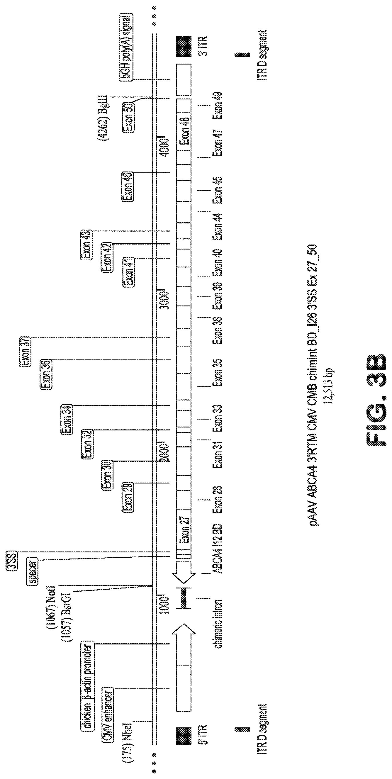 Patent US12616757 Figure 5 – Compositions and methods for correction of heritable ocular disease