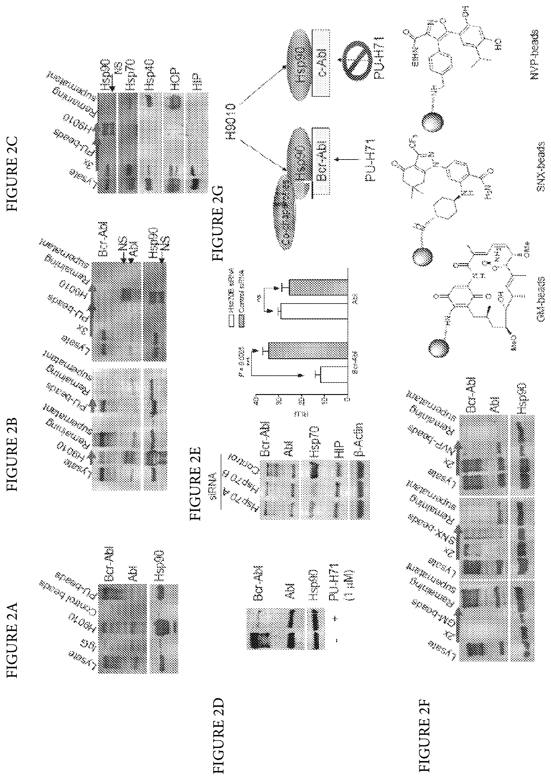Patent US12616759 Figure 2 – Uses of labeled HSP90 inhibitors
