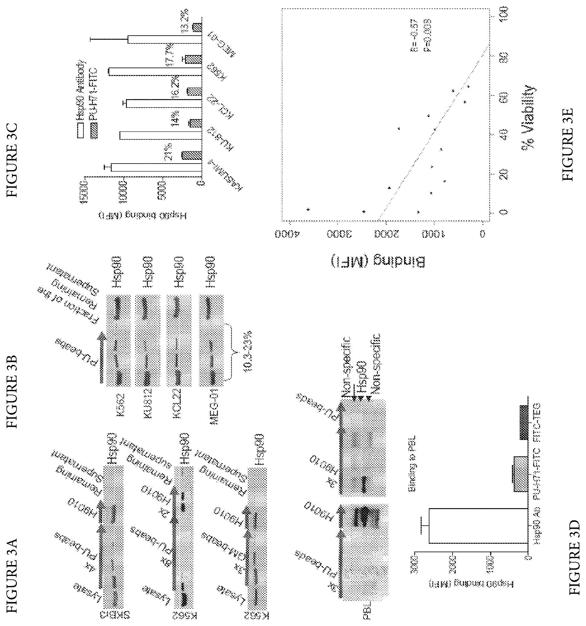 Patent US12616759 Figure 3 – Uses of labeled HSP90 inhibitors