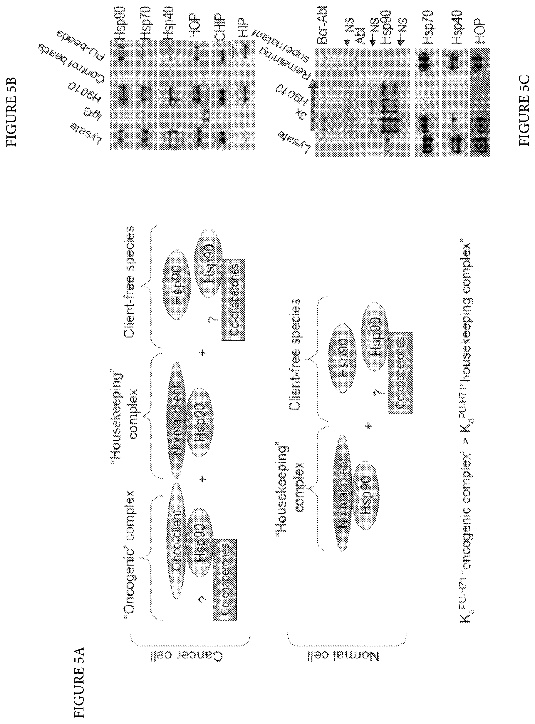 Patent US12616759 Figure 6 – Uses of labeled HSP90 inhibitors