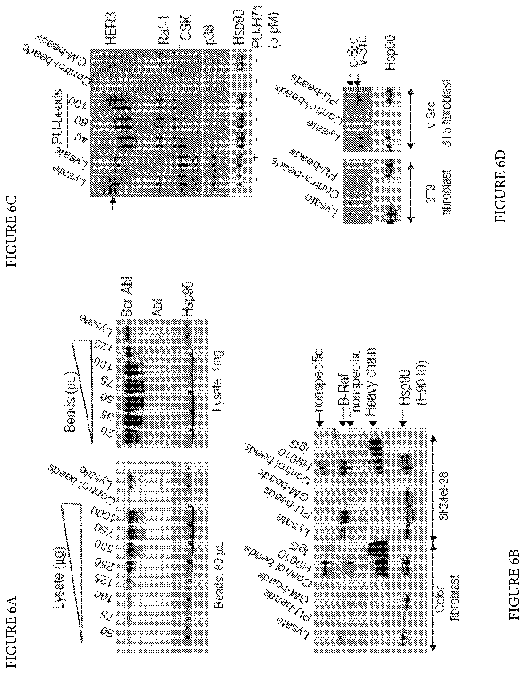 Patent US12616759 Figure 7 – Uses of labeled HSP90 inhibitors