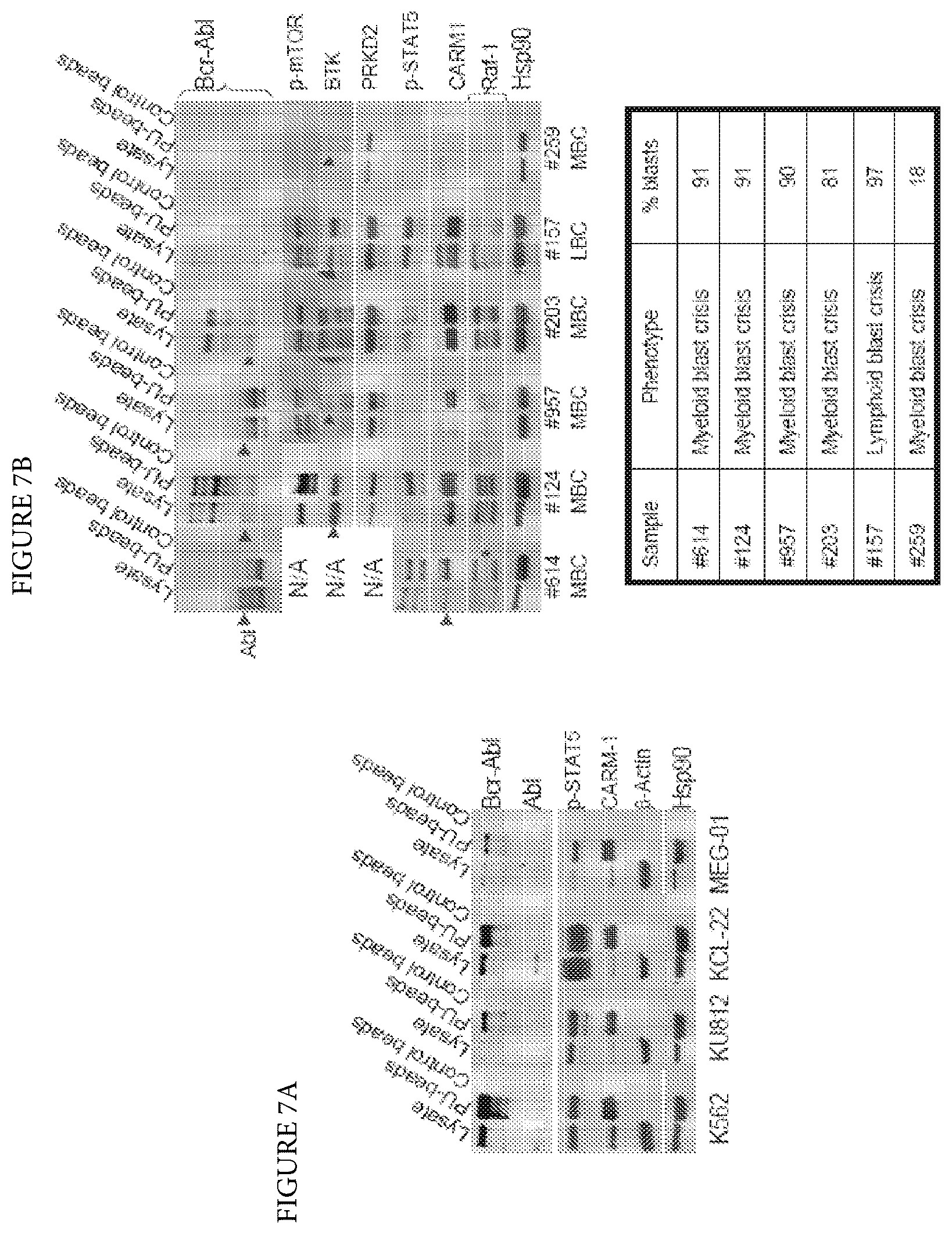 Patent US12616759 Figure 8 – Uses of labeled HSP90 inhibitors