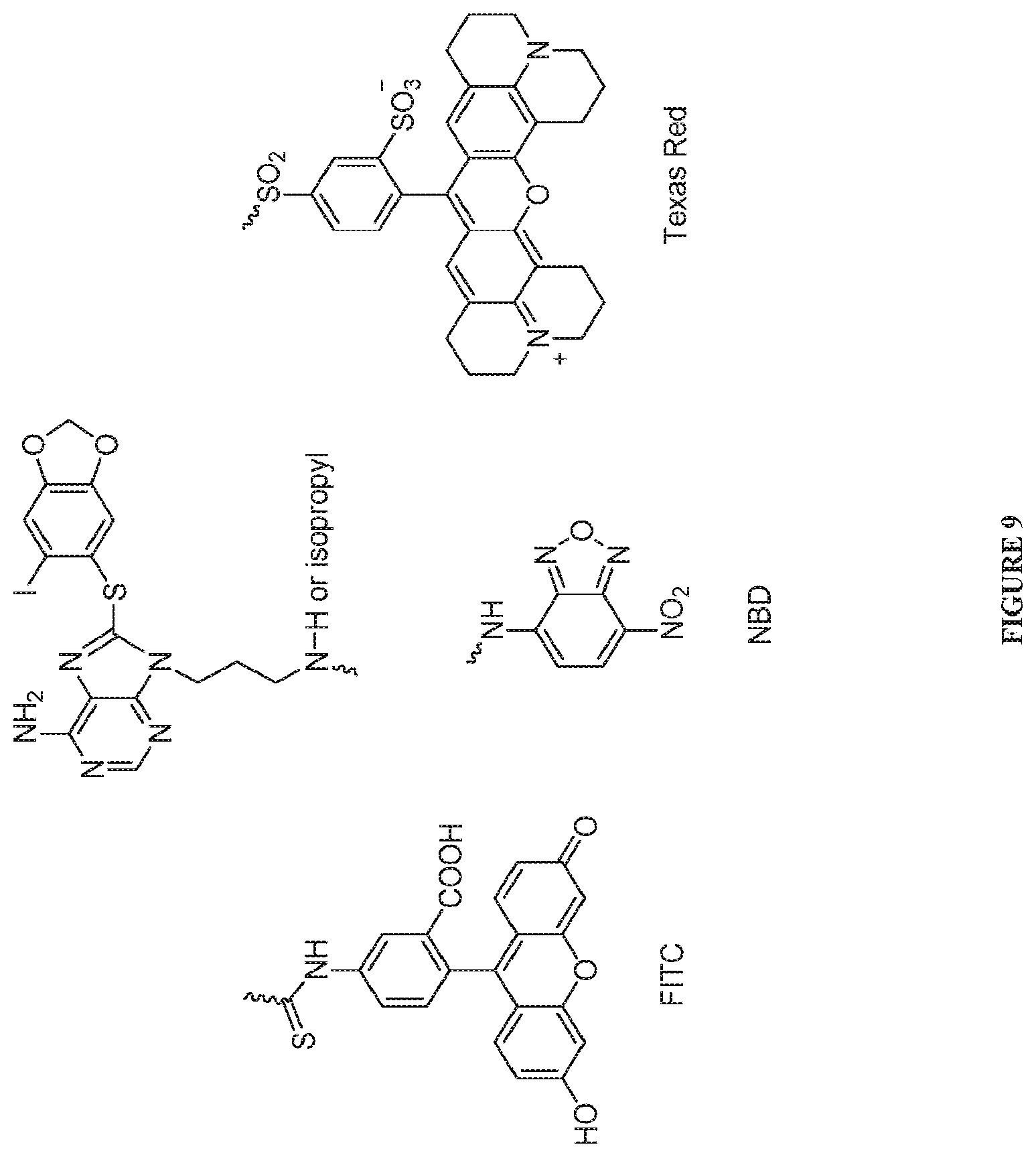 Patent US12616759 Figure 10 – Uses of labeled HSP90 inhibitors
