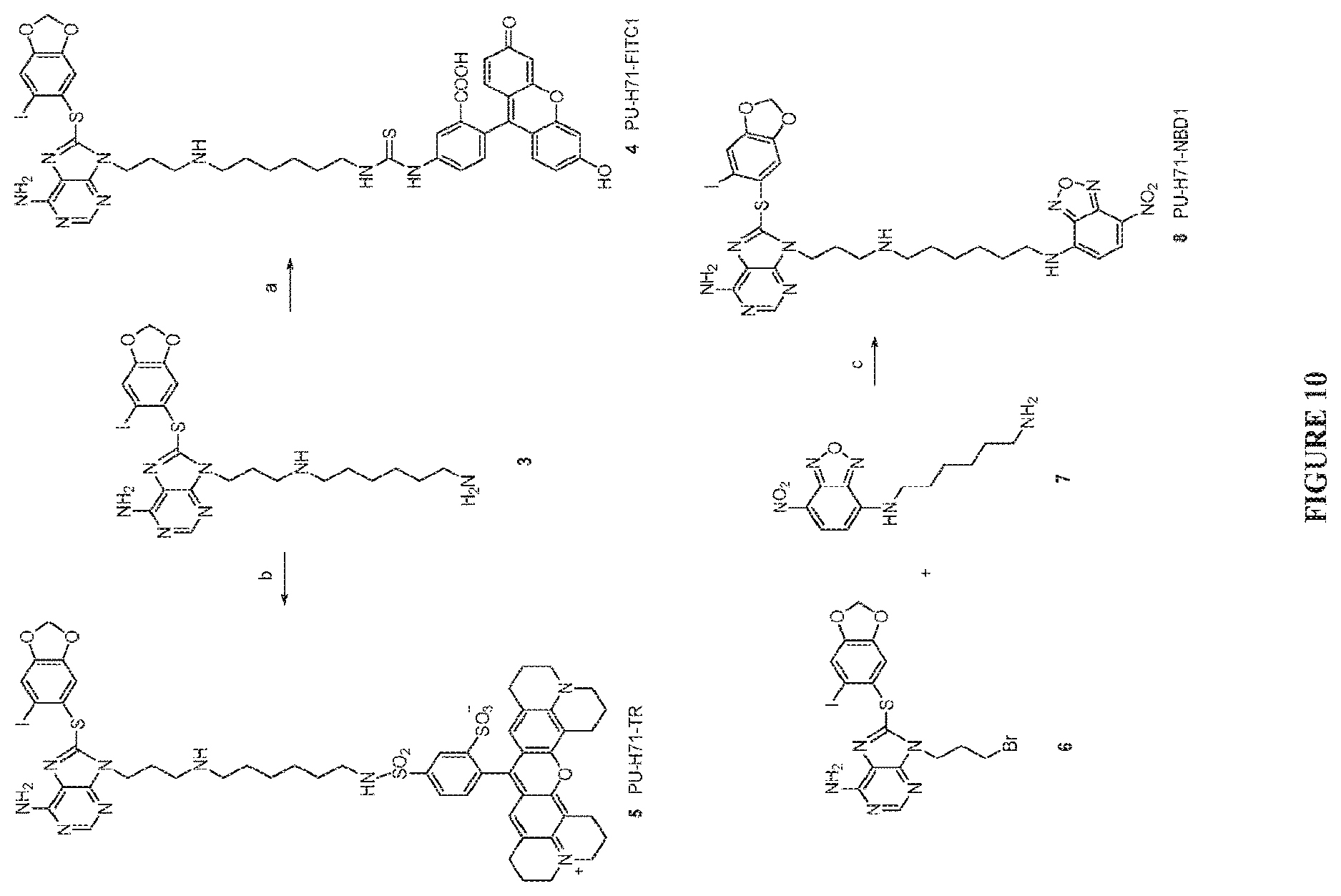 Patent US12616759 Figure 11 – Uses of labeled HSP90 inhibitors