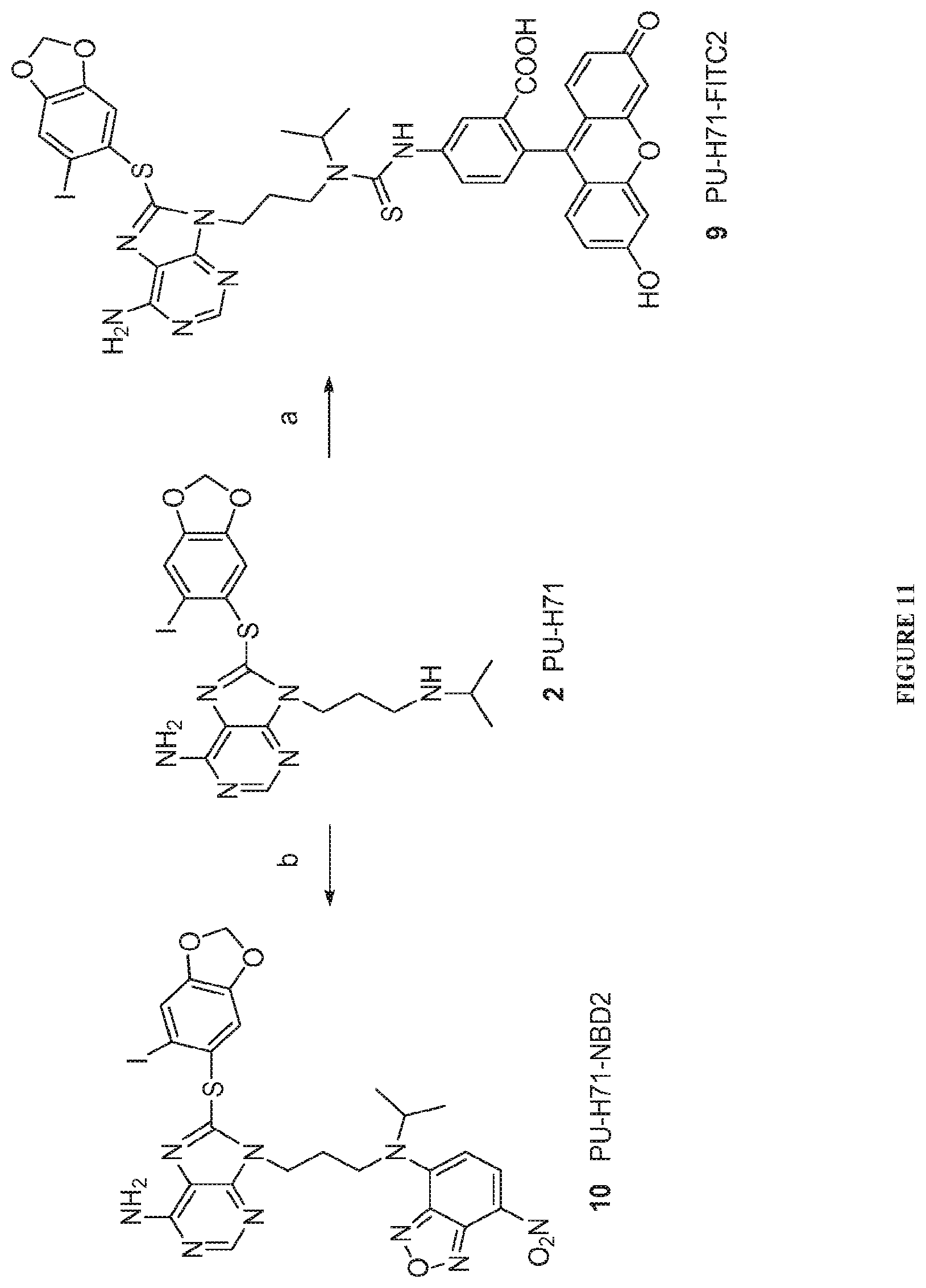Patent US12616759 Figure 12 – Uses of labeled HSP90 inhibitors