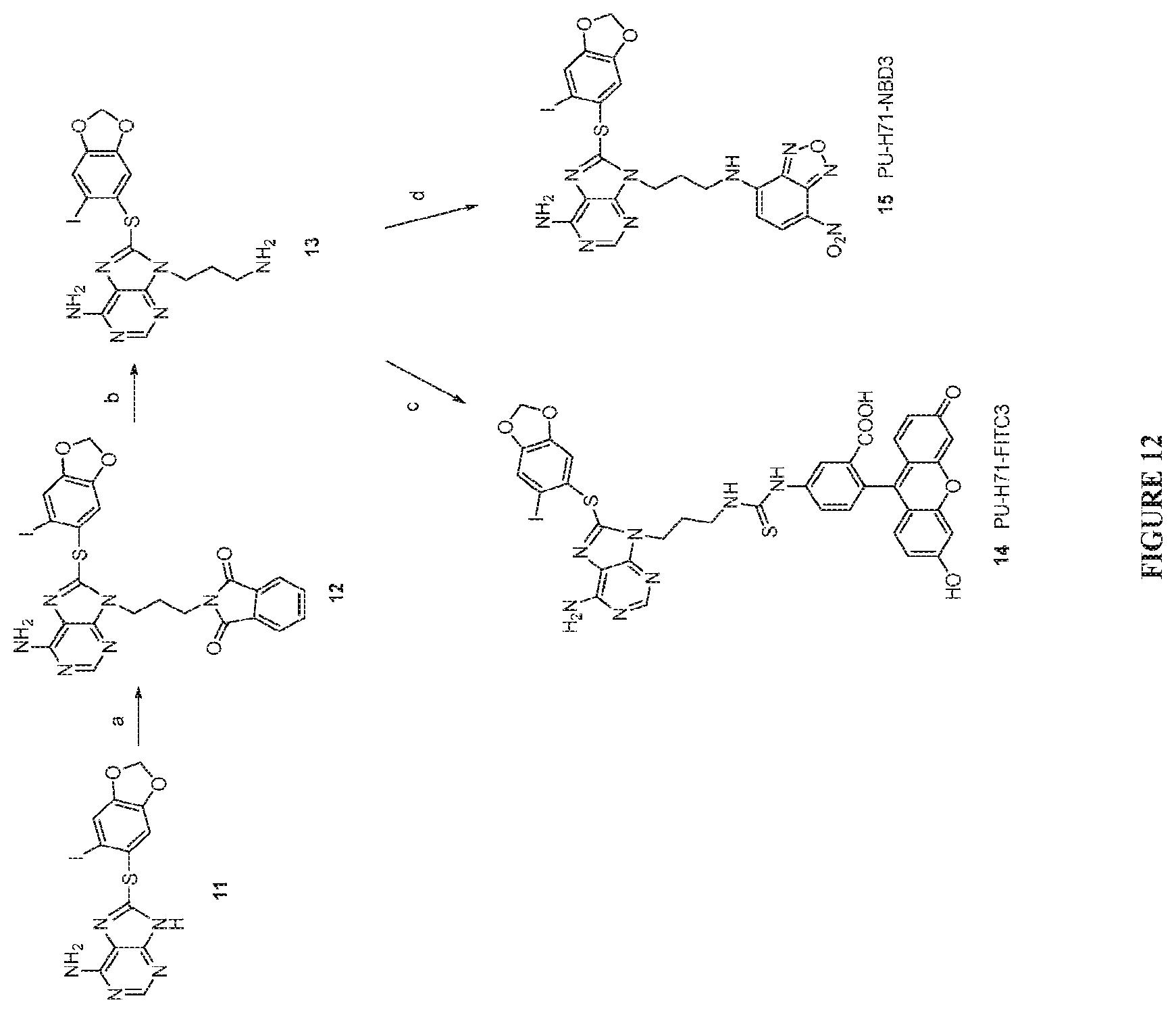 Patent US12616759 Figure 13 – Uses of labeled HSP90 inhibitors