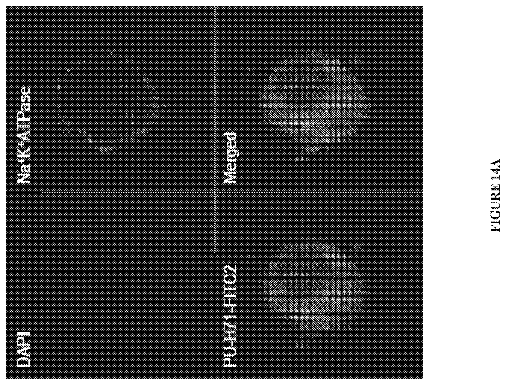 Patent US12616759 Figure 15 – Uses of labeled HSP90 inhibitors
