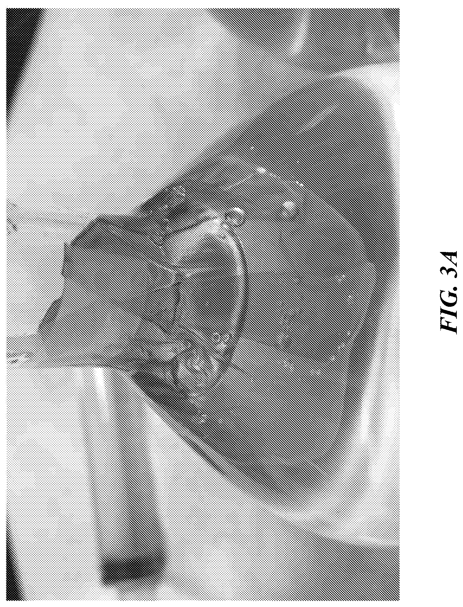 Patent US12616771 Figure 9 – Tissue adherent chitosan material that resists dissolution