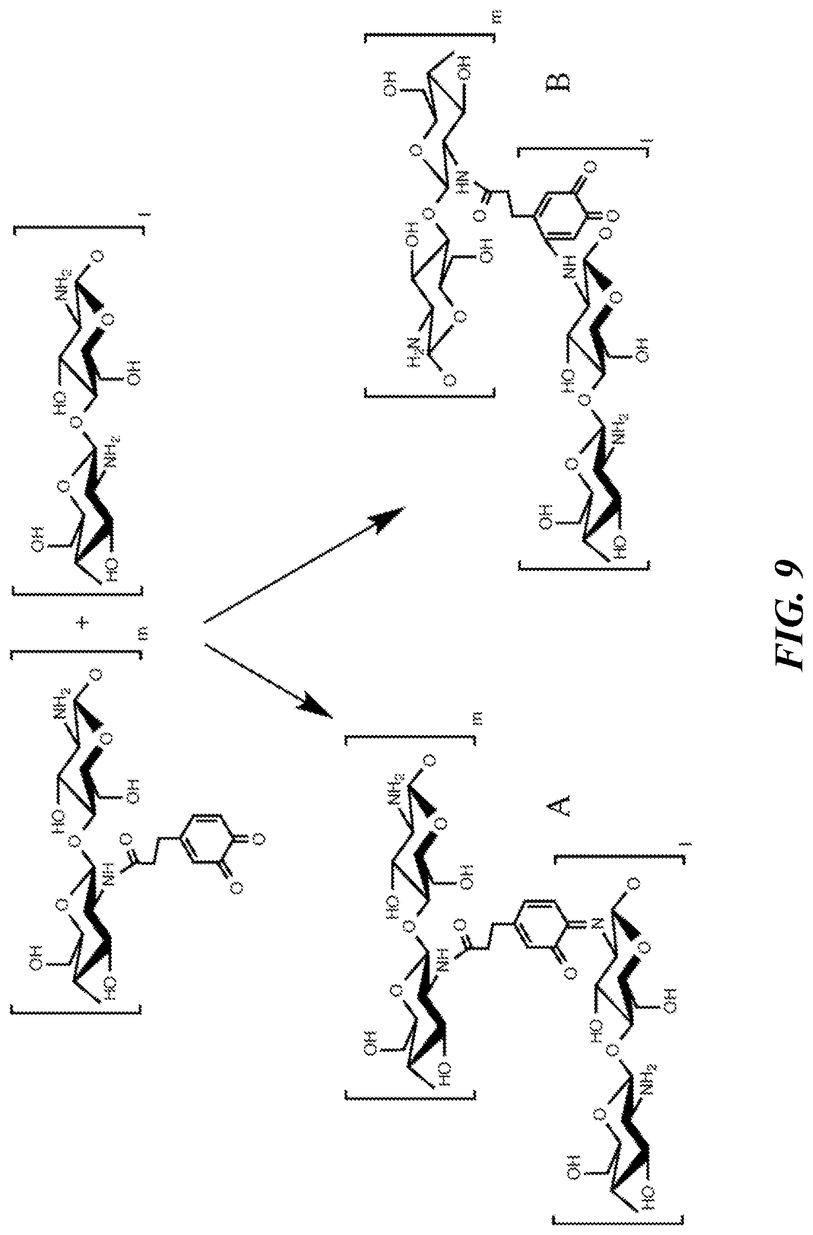 Patent US12616771 Figure 17 – Tissue adherent chitosan material that resists dissolution