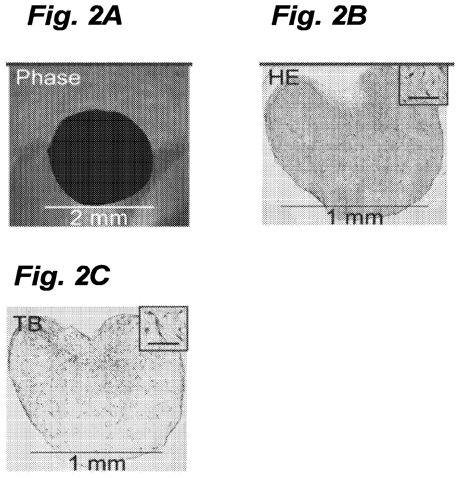 Patent US12616776 Figure 2 – Three-dimensional tissue body, method for producing same, and formation agent for three-dimensional tissue body