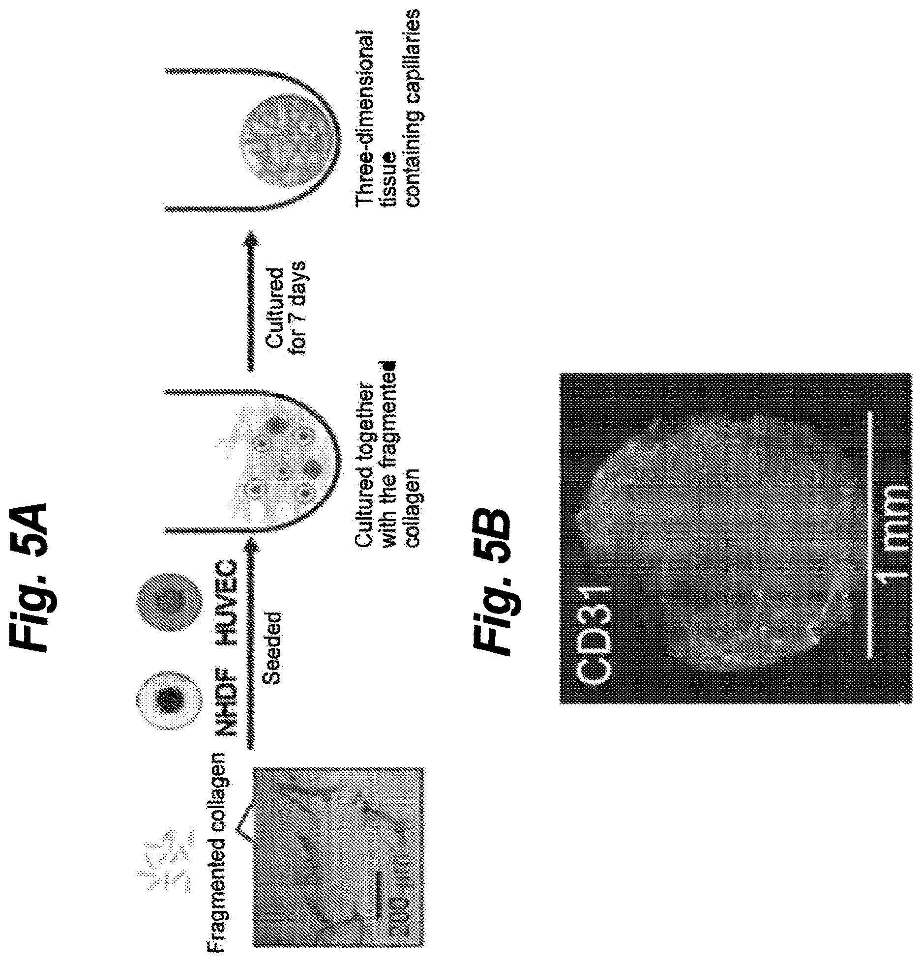 Patent US12616776 Figure 5 – Three-dimensional tissue body, method for producing same, and formation agent for three-dimensional tissue body