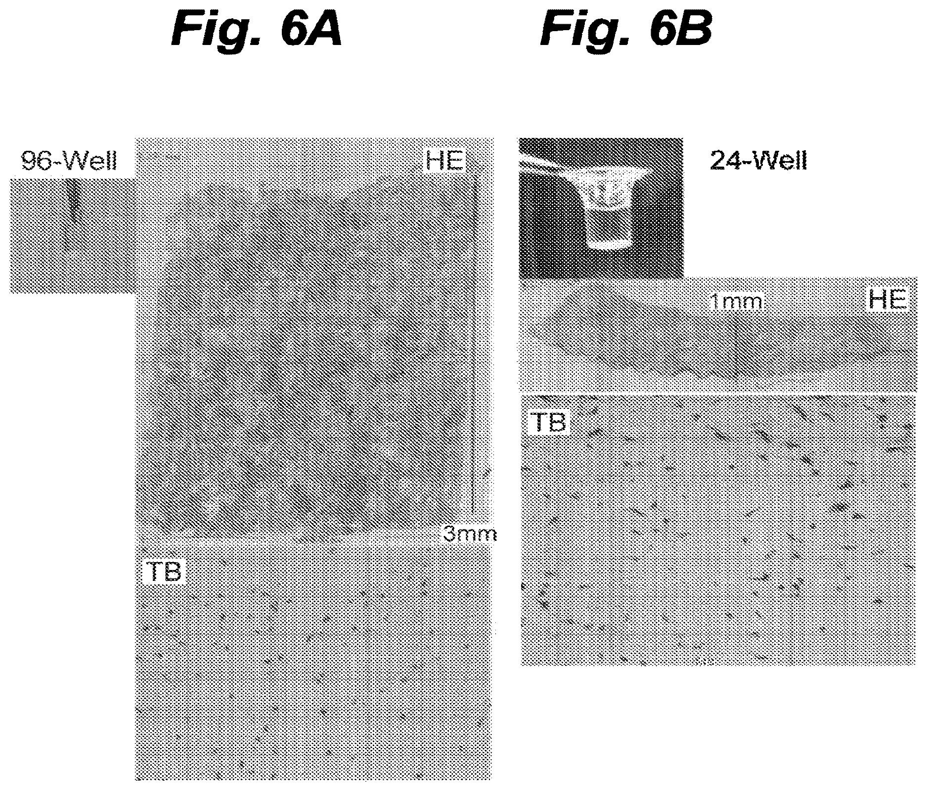 Patent US12616776 Figure 6 – Three-dimensional tissue body, method for producing same, and formation agent for three-dimensional tissue body