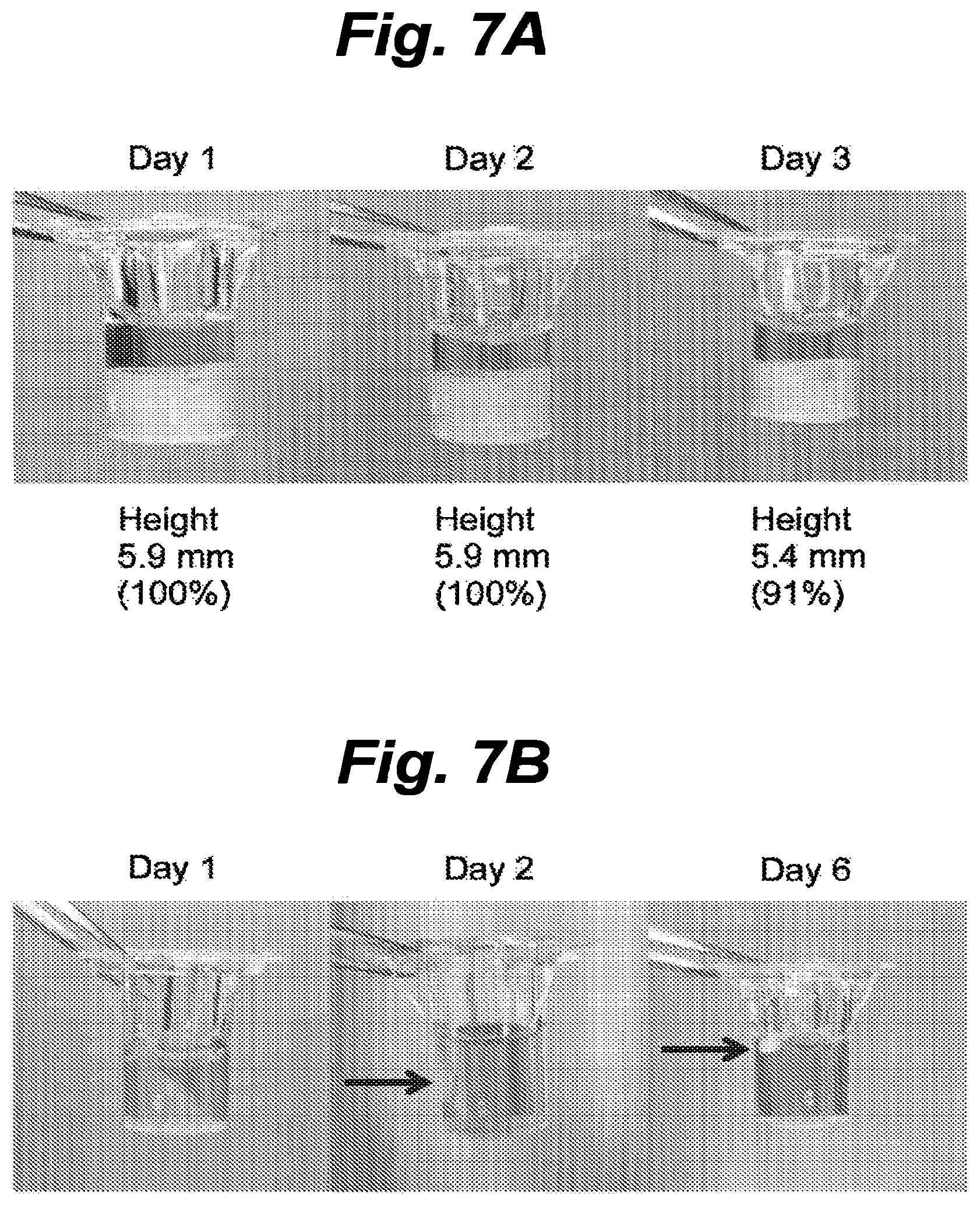 Patent US12616776 Figure 7 – Three-dimensional tissue body, method for producing same, and formation agent for three-dimensional tissue body