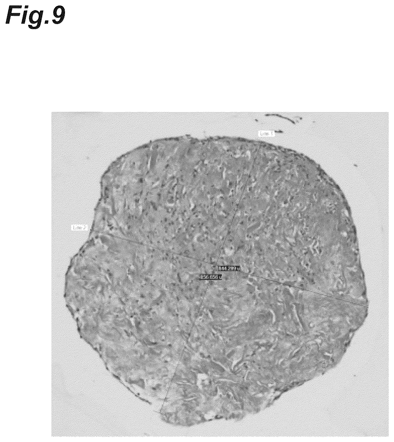 Patent US12616776 Figure 9 – Three-dimensional tissue body, method for producing same, and formation agent for three-dimensional tissue body