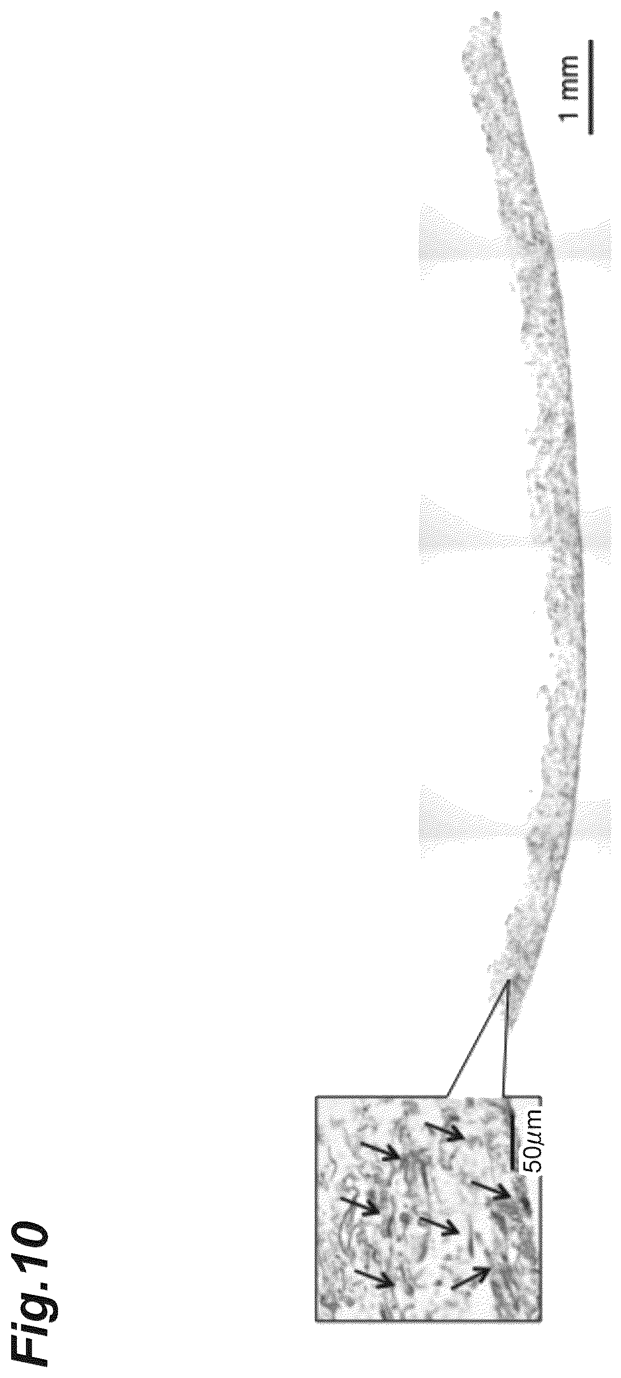 Patent US12616776 Figure 10 – Three-dimensional tissue body, method for producing same, and formation agent for three-dimensional tissue body