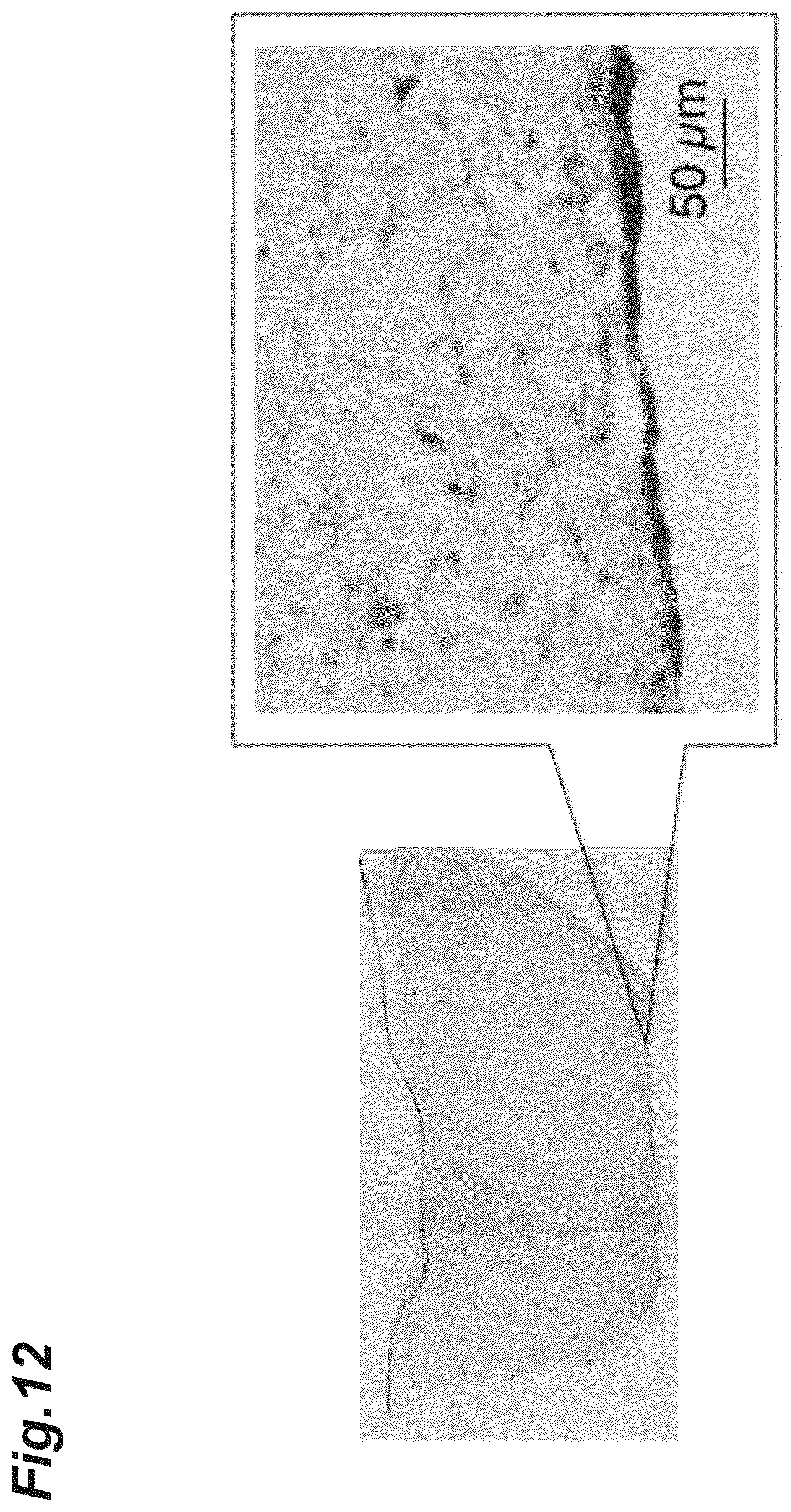 Patent US12616776 Figure 12 – Three-dimensional tissue body, method for producing same, and formation agent for three-dimensional tissue body