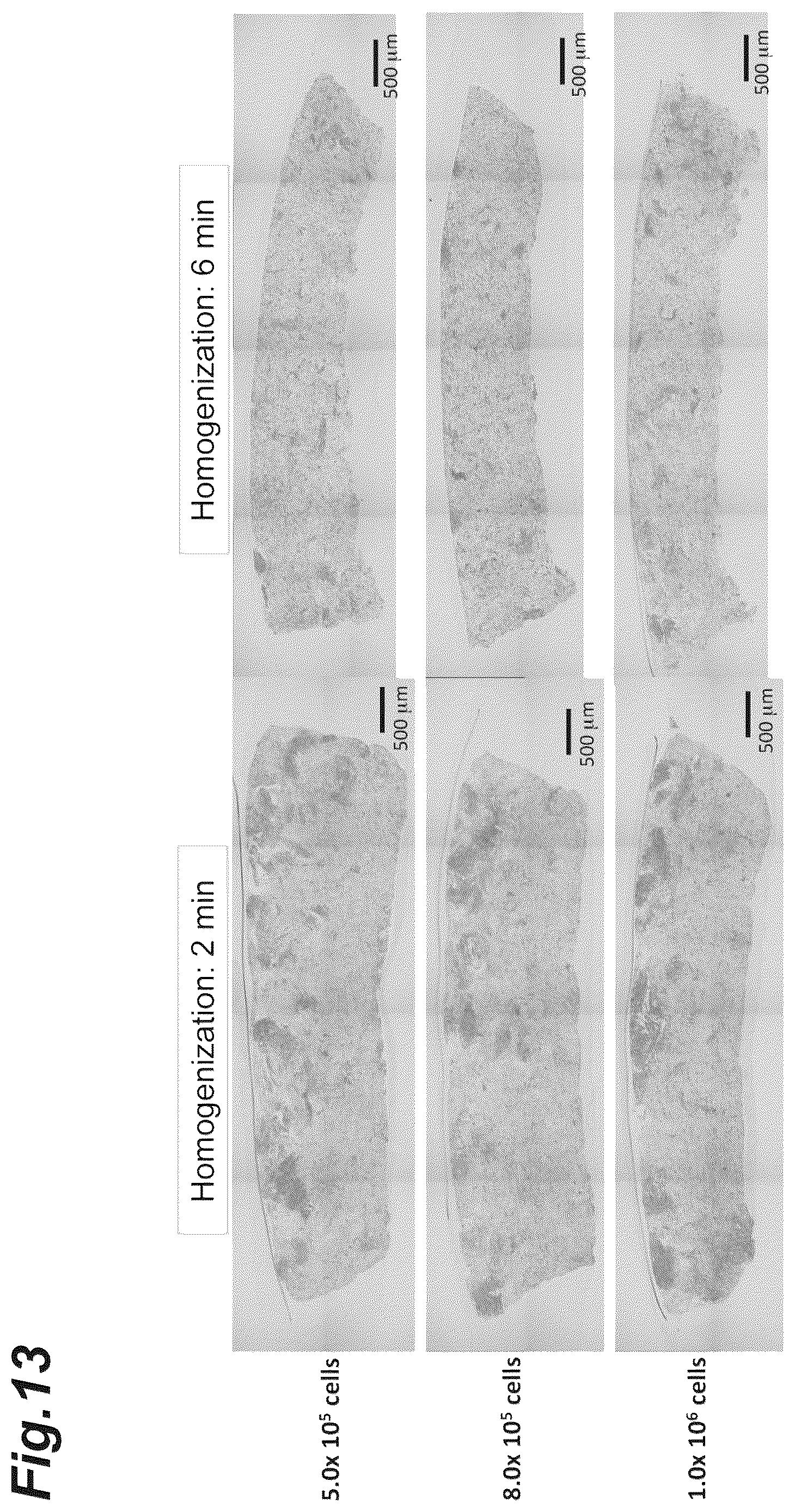 Patent US12616776 Figure 13 – Three-dimensional tissue body, method for producing same, and formation agent for three-dimensional tissue body