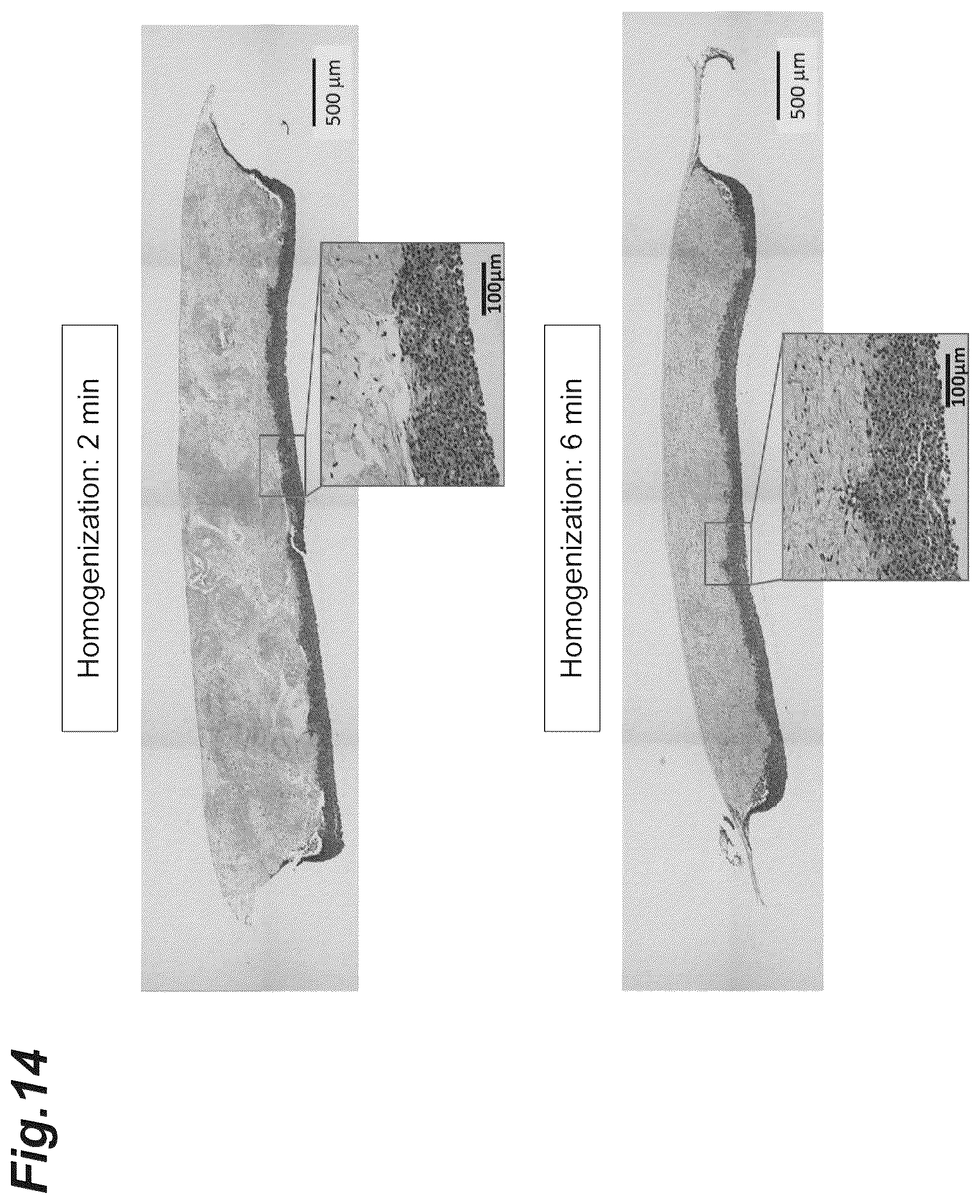 Patent US12616776 Figure 14 – Three-dimensional tissue body, method for producing same, and formation agent for three-dimensional tissue body
