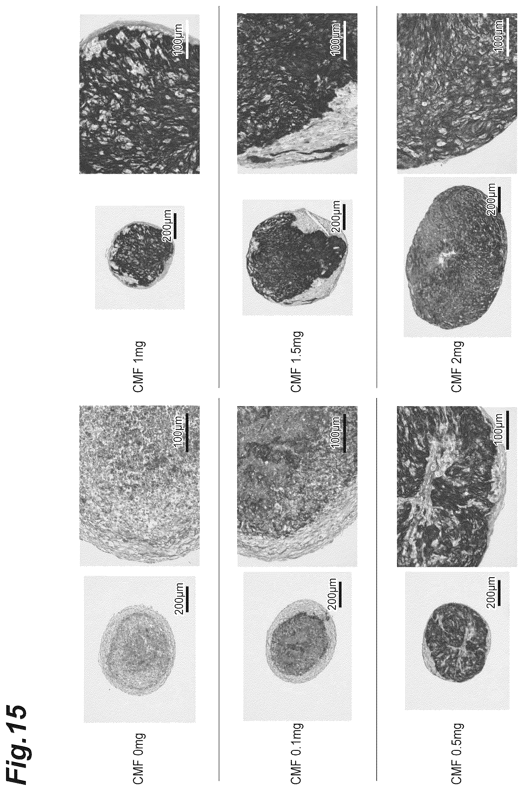 Patent US12616776 Figure 15 – Three-dimensional tissue body, method for producing same, and formation agent for three-dimensional tissue body