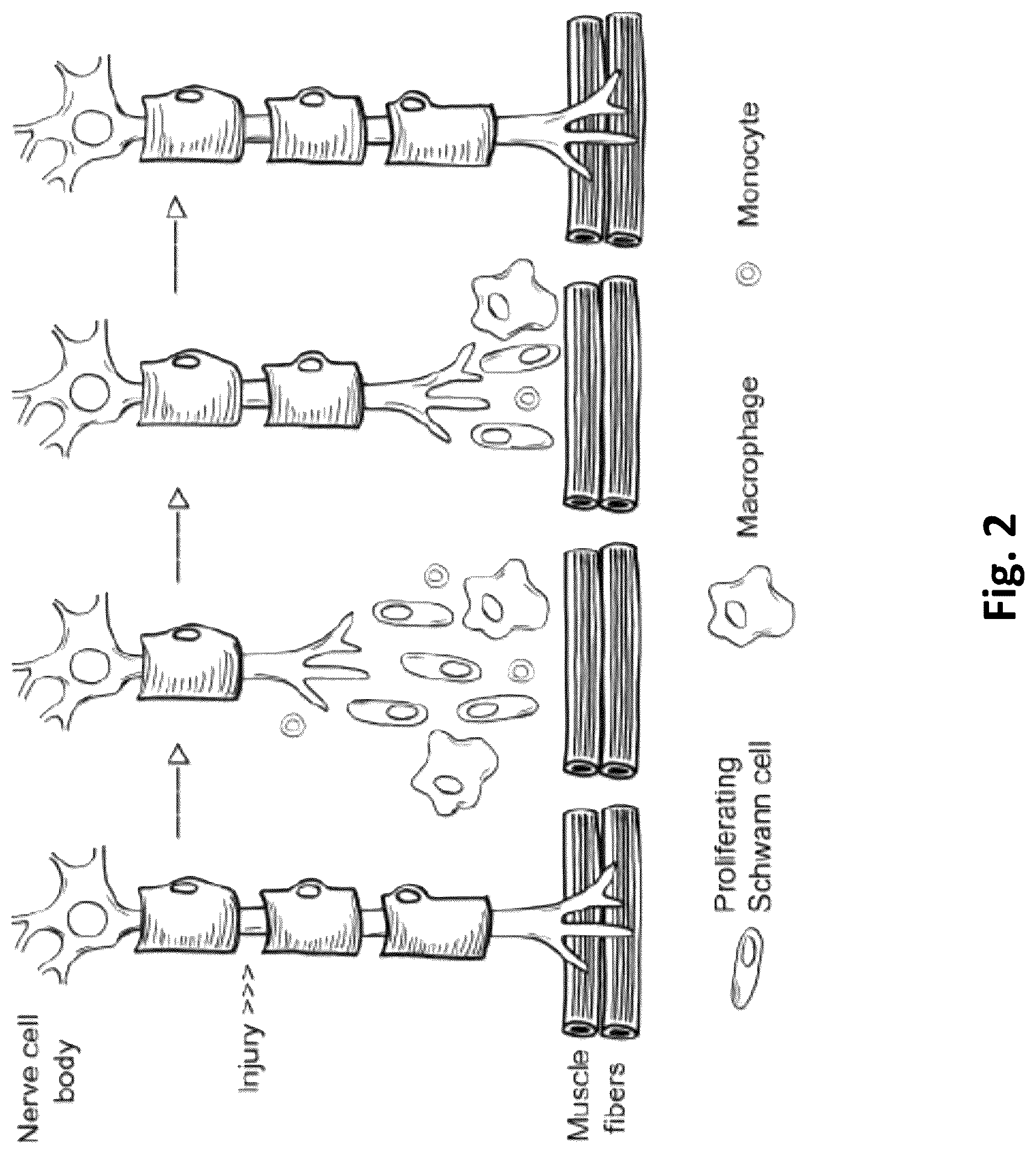Patent US12616779 Figure 2 – Piezoelectric nerve guidance and regeneration