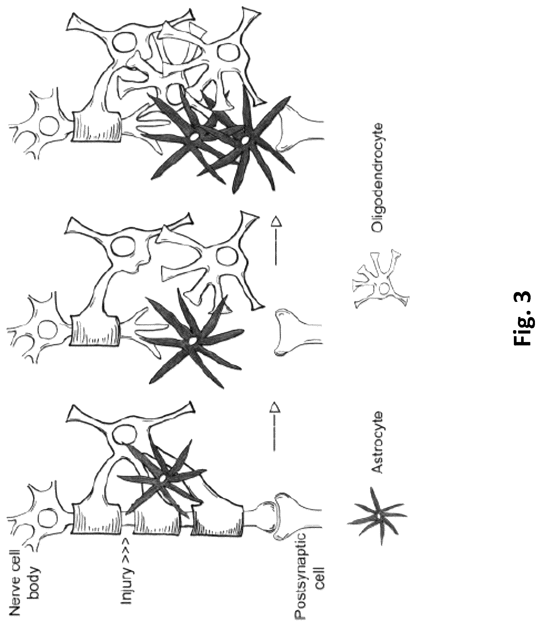 Patent US12616779 Figure 3 – Piezoelectric nerve guidance and regeneration