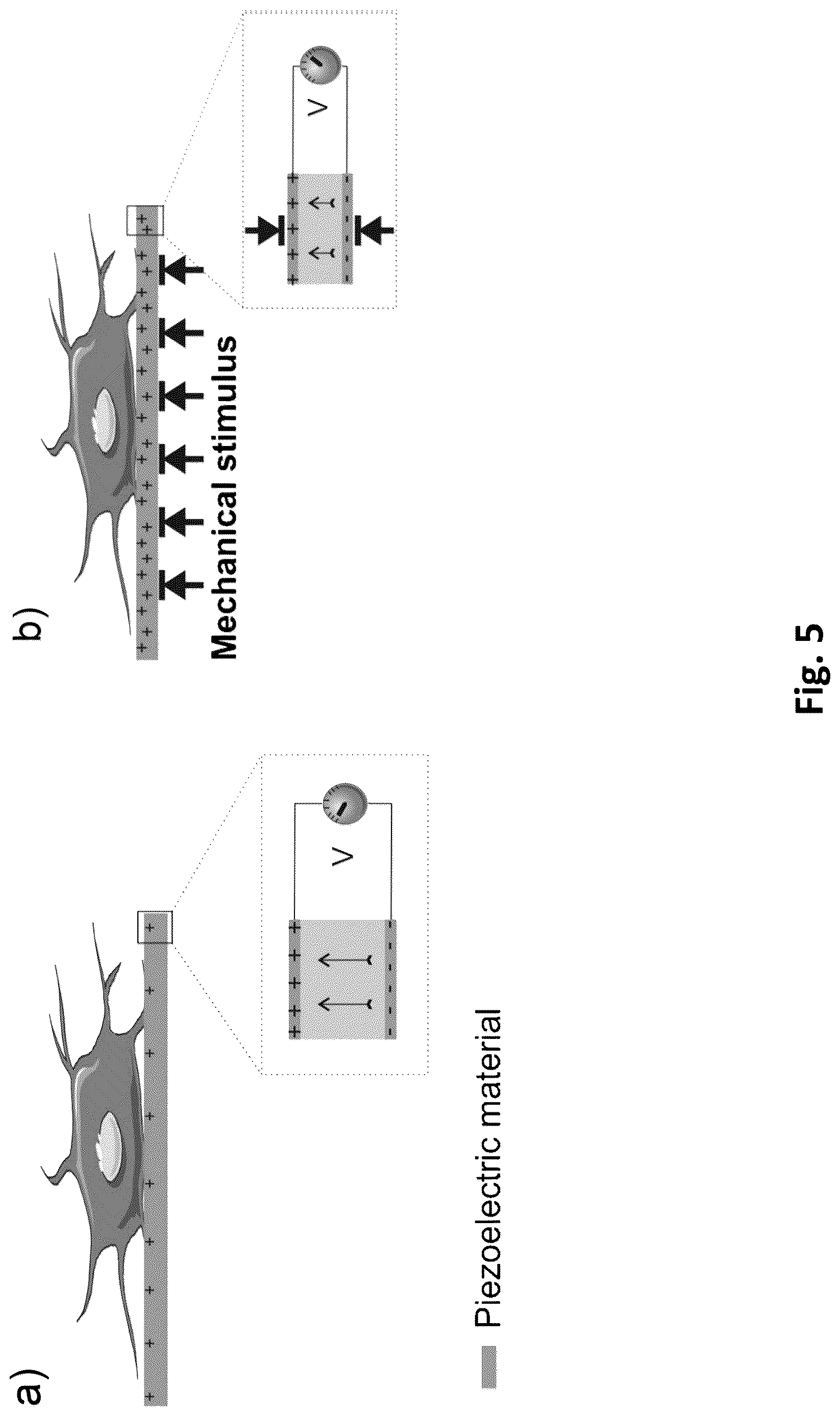 Patent US12616779 Figure 5 – Piezoelectric nerve guidance and regeneration
