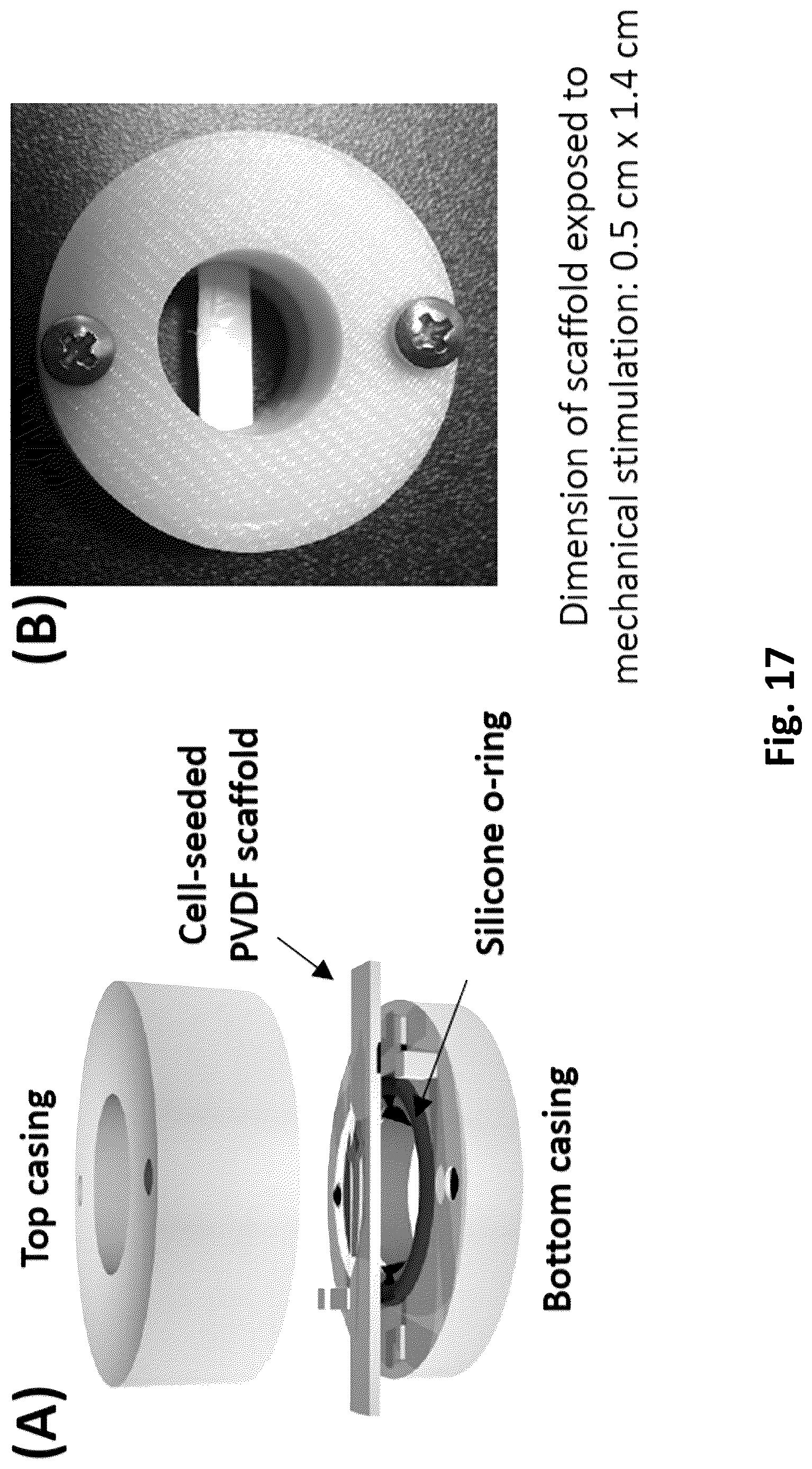 Patent US12616779 Figure 17 – Piezoelectric nerve guidance and regeneration