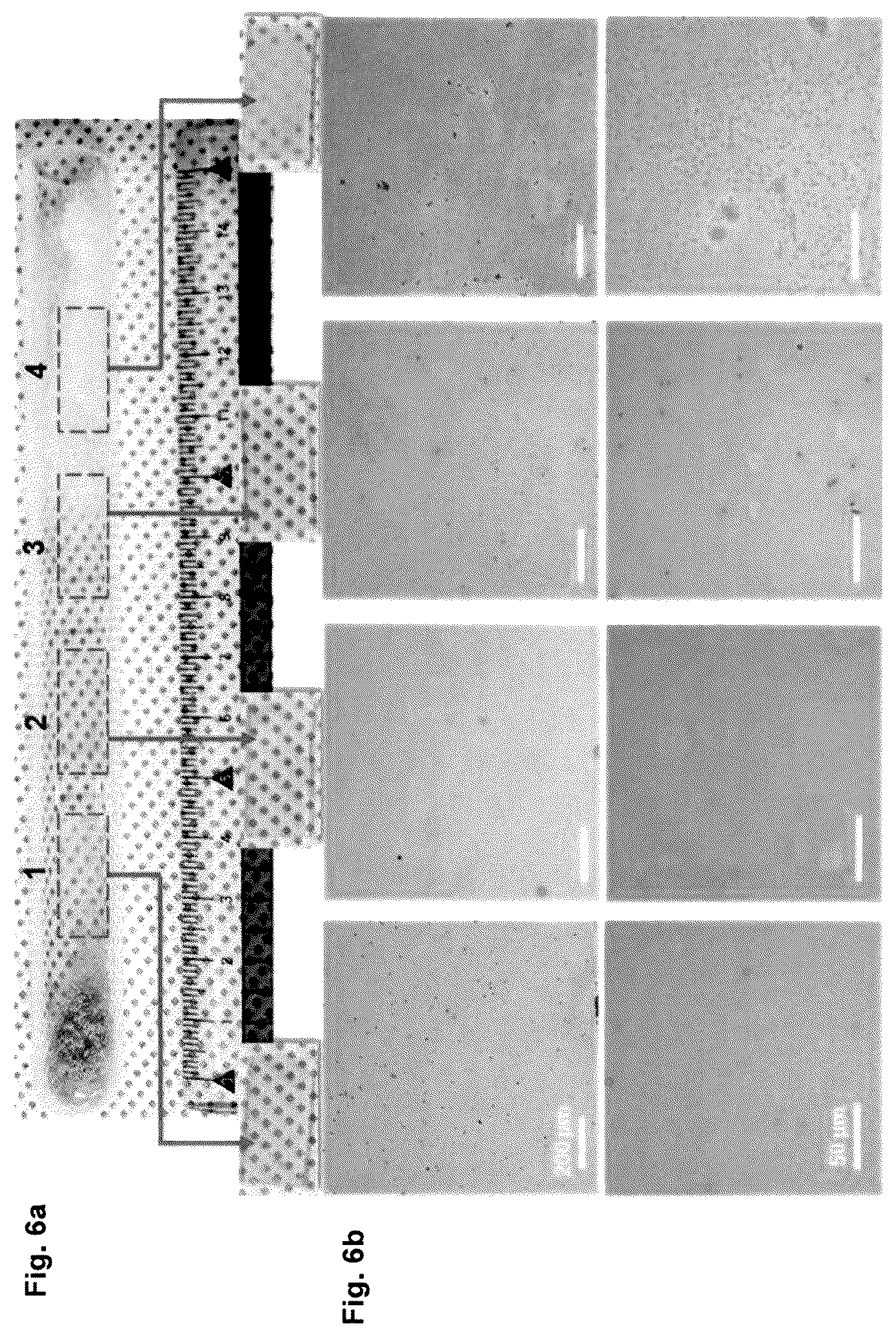 Patent US12617682 Figure 6 – Direct synthesis of improved superhydrophobic carbon nitride co-products, and improved superhydroppbic carbon nitride co-products thereof