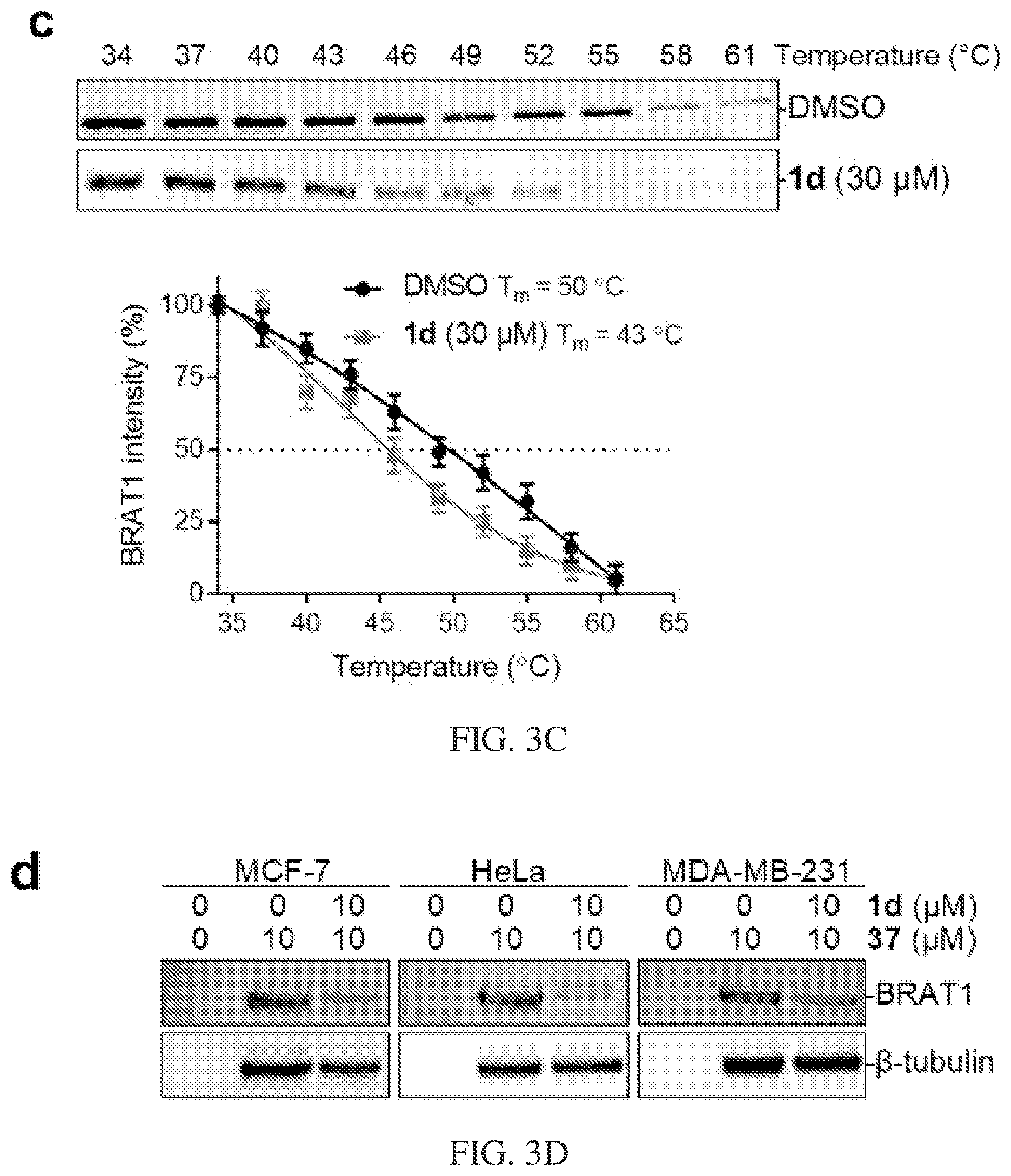 Patent US12617745 Figure 4 – Curcusone diterpenoids and uses thereof