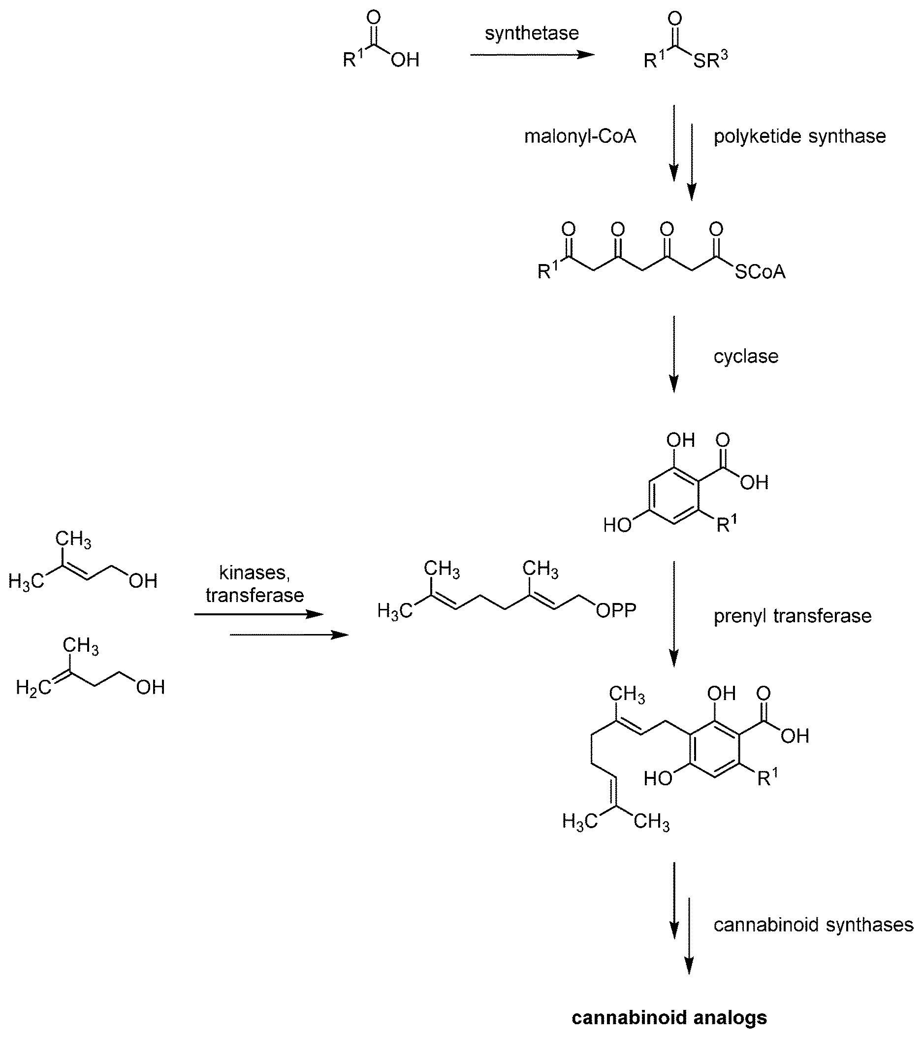 Patent US12617747 Figure 1 – Cannabinoid analogs and methods for their preparation
