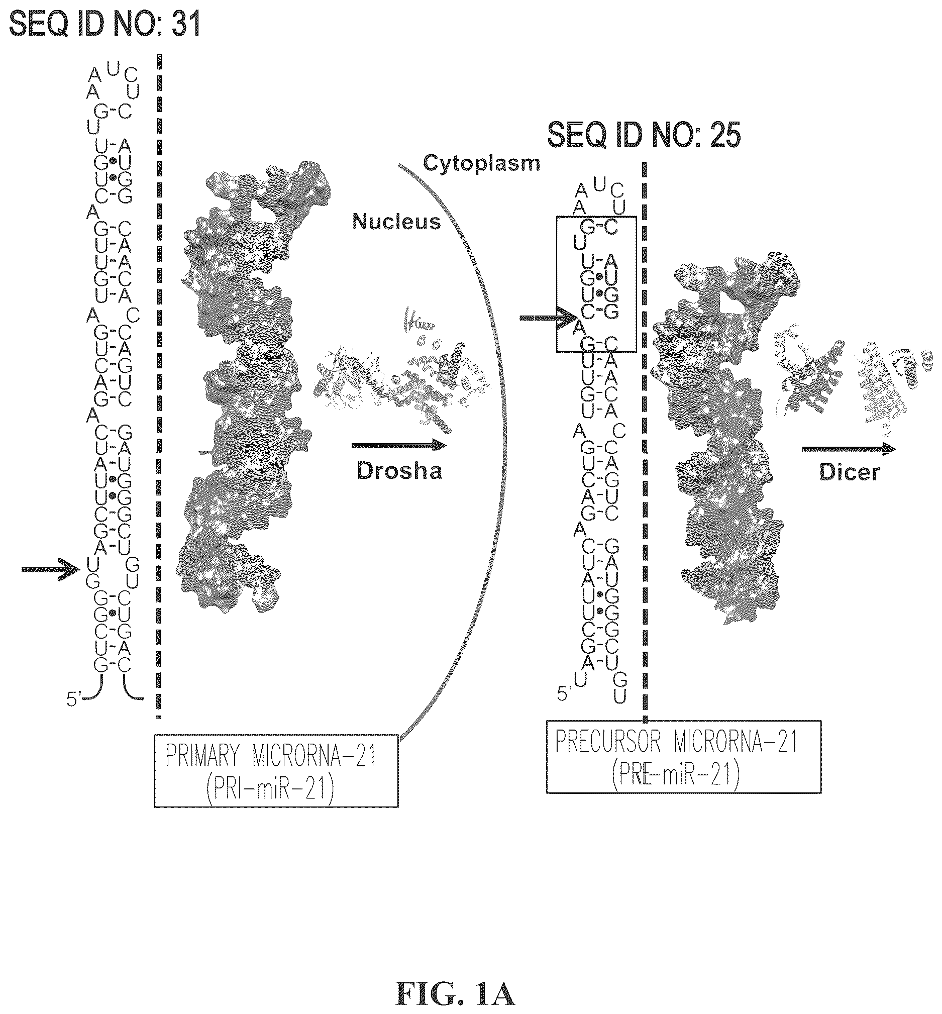 Patent US12617757 Figure 1 – Compounds and modules for inhibition of pre-miR-21 and their use in treatment of certain cancers