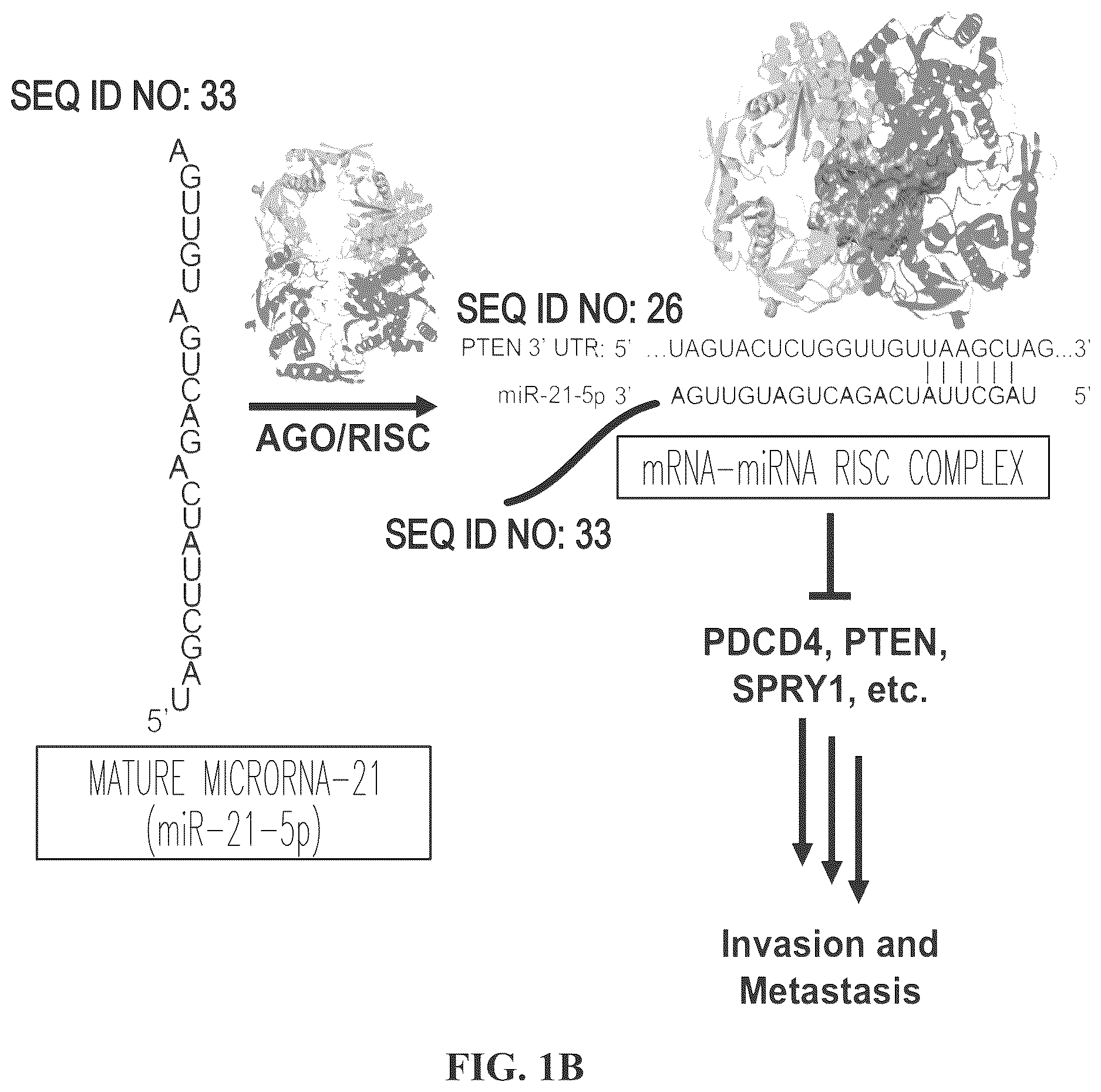 Patent US12617757 Figure 2 – Compounds and modules for inhibition of pre-miR-21 and their use in treatment of certain cancers